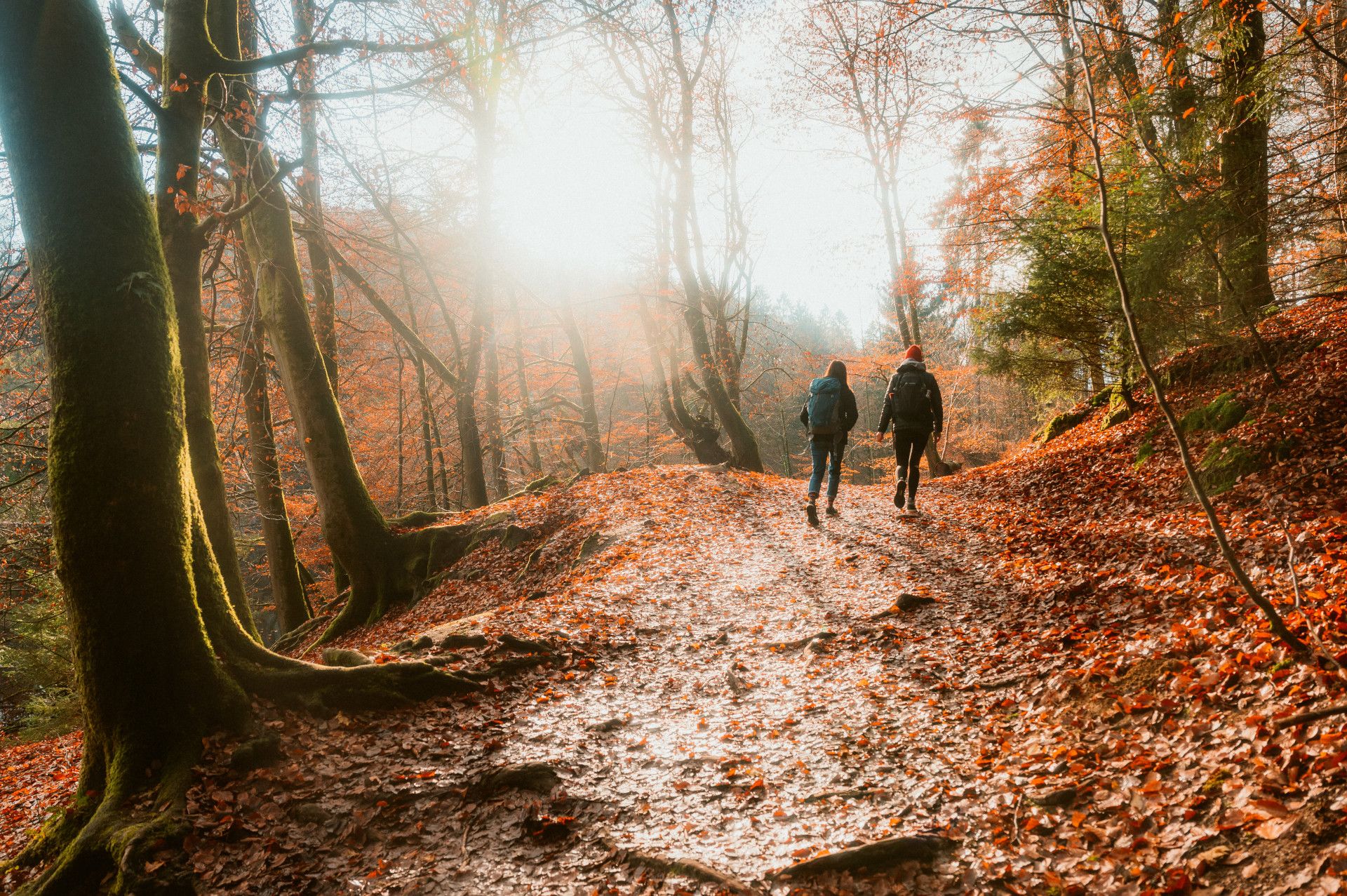 Autumn hike by two hikers in the forest near Horn-Bad Meinberg