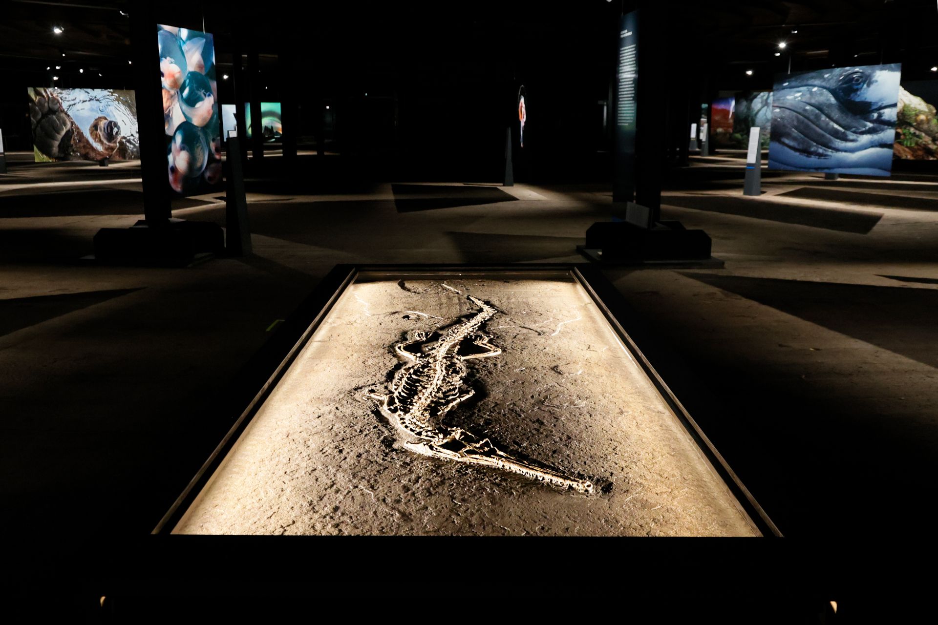 The skeleton of a crocodile around 180 million years old was an attraction in the exhibition The Fragile Paradise