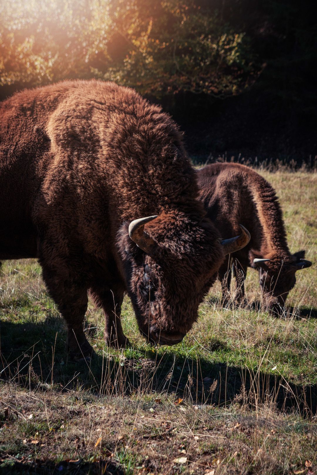 Wild bison show enclosure