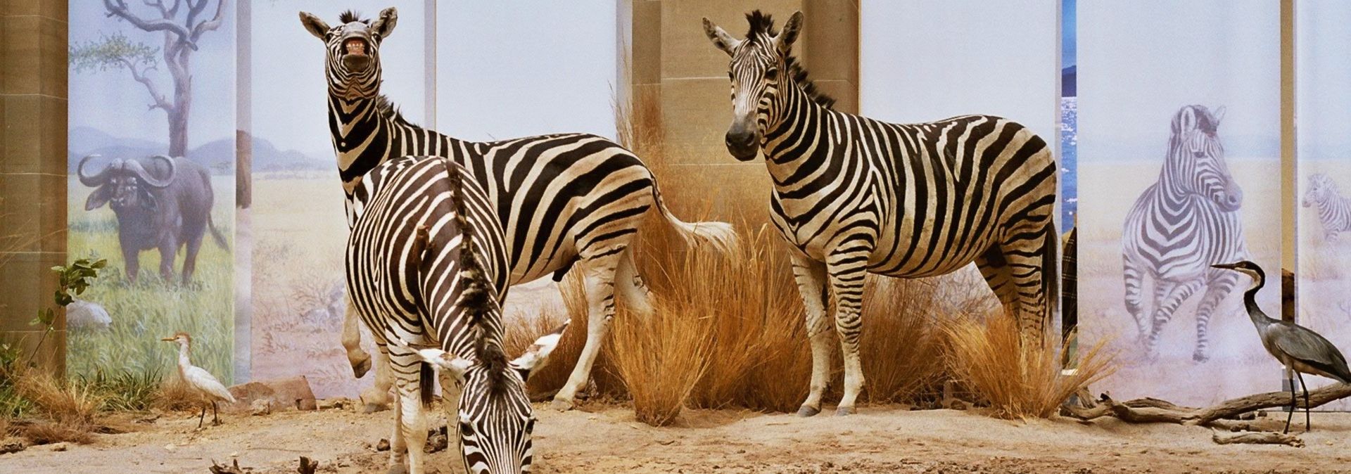 A diorama in the Museum Alexander Koenig shows zebras at a spring