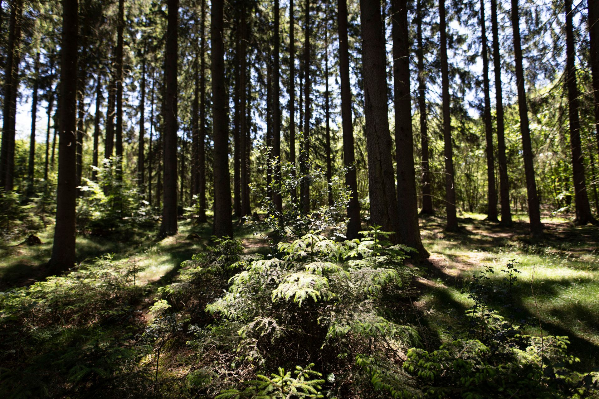 Bäume in Wald, Bergisches Land