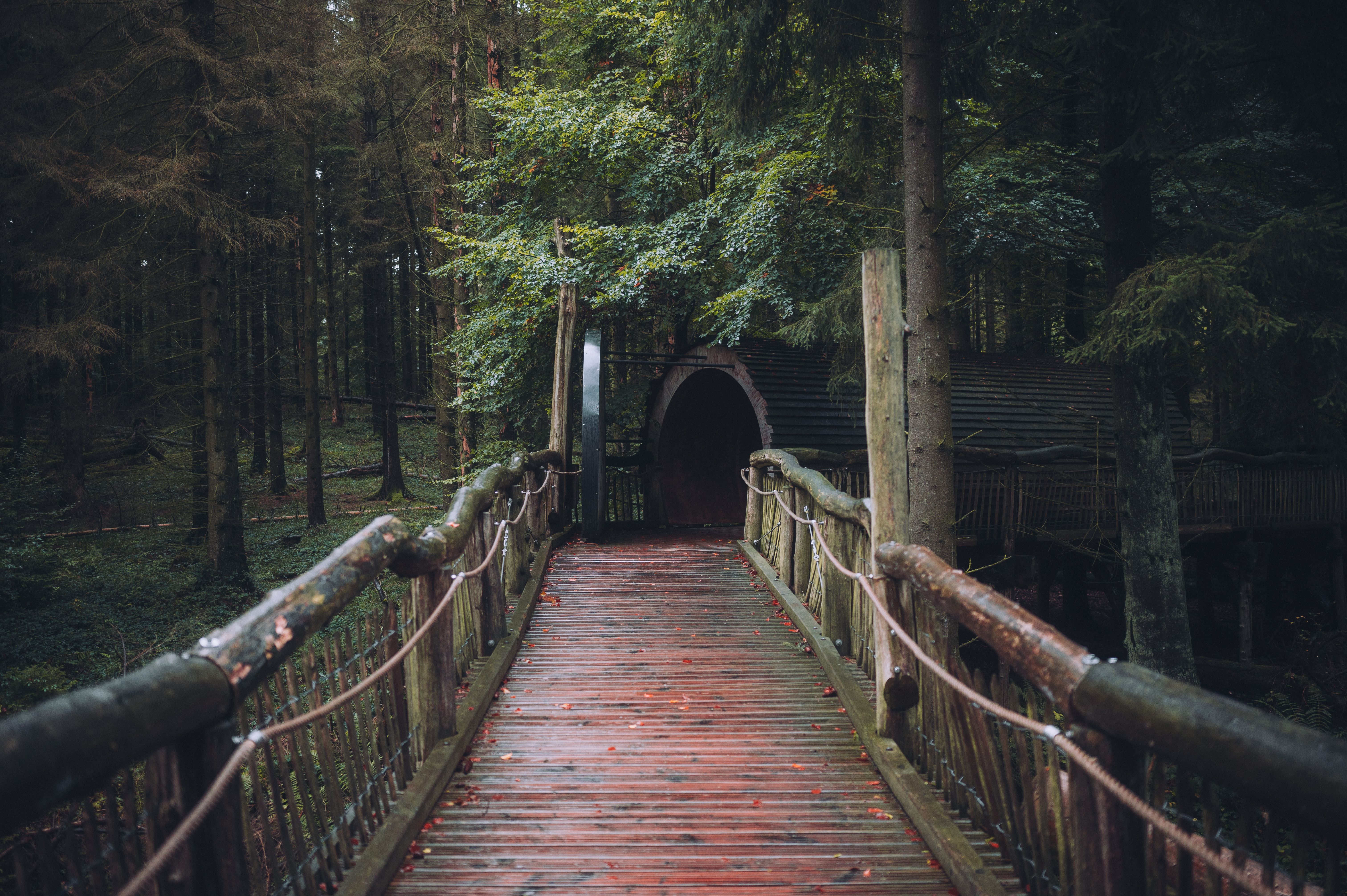 Ein Holzpfad mit Tunnel im Wilden Kermeter der Eifel