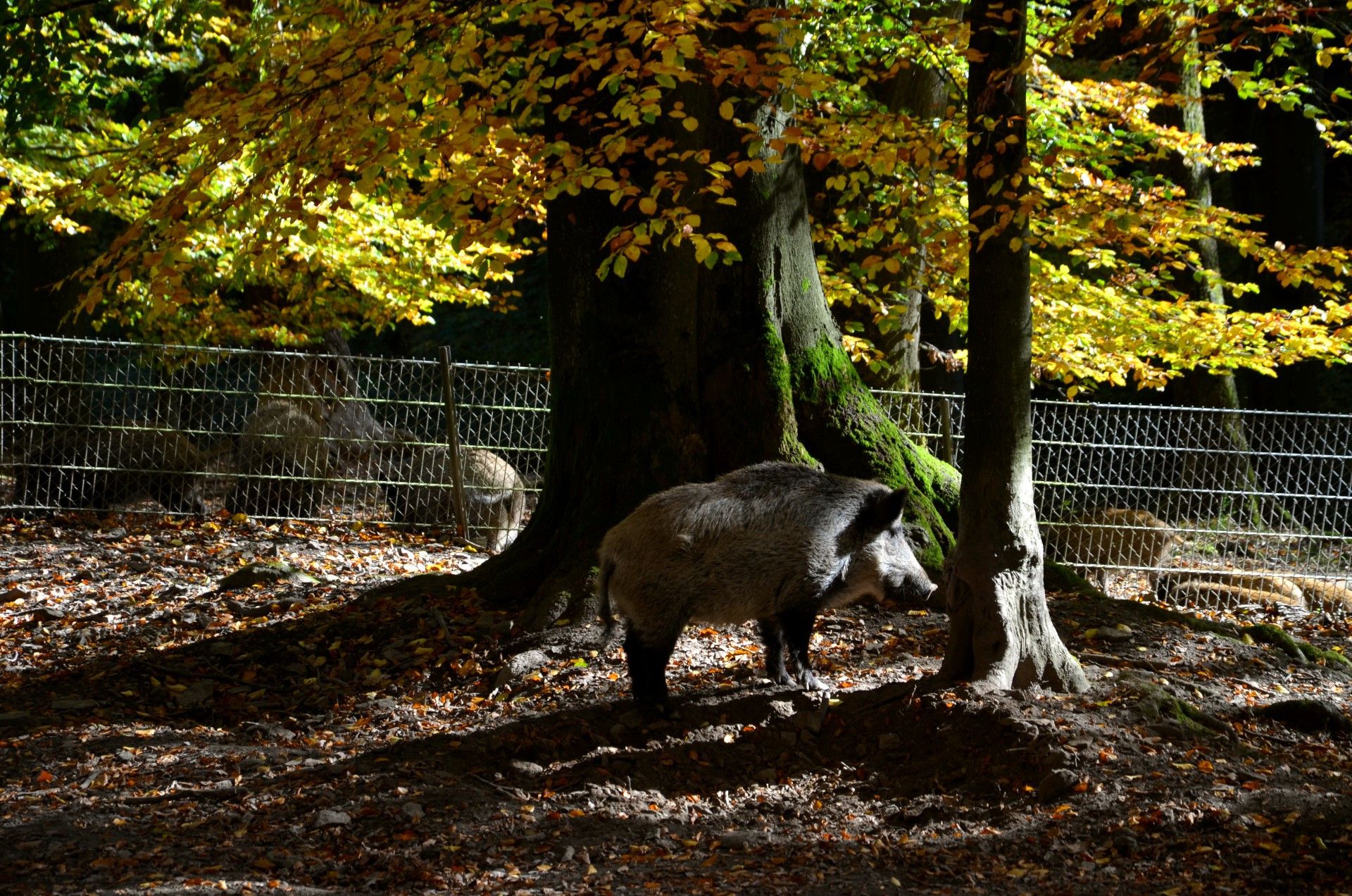 3 Türme Weg Hagen Wildschweingehege