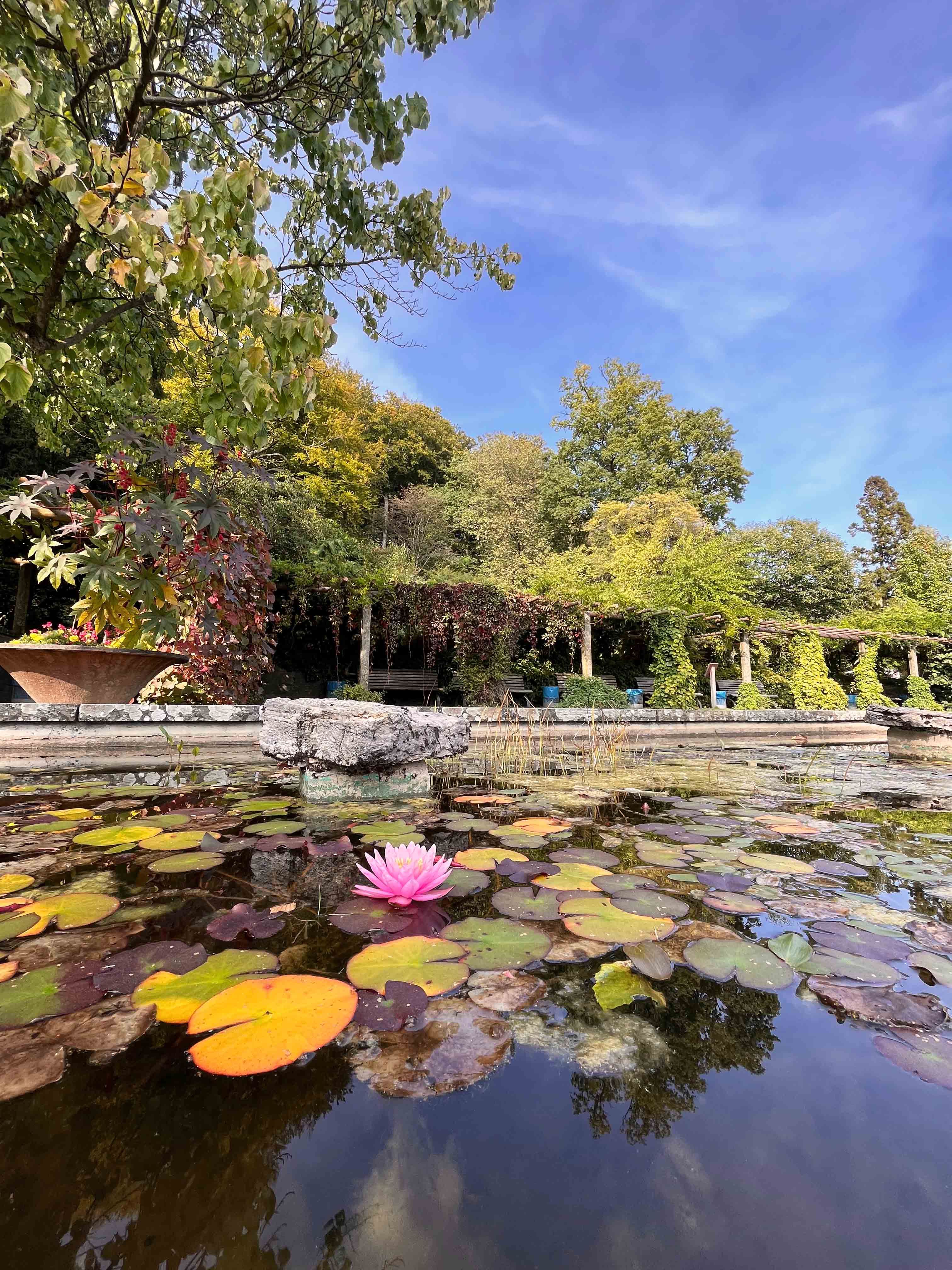 Seerosen im Botanischen Garten Bielfeld