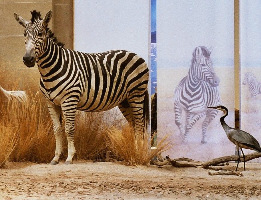 If you like, you can take a closer look at zebras or birds