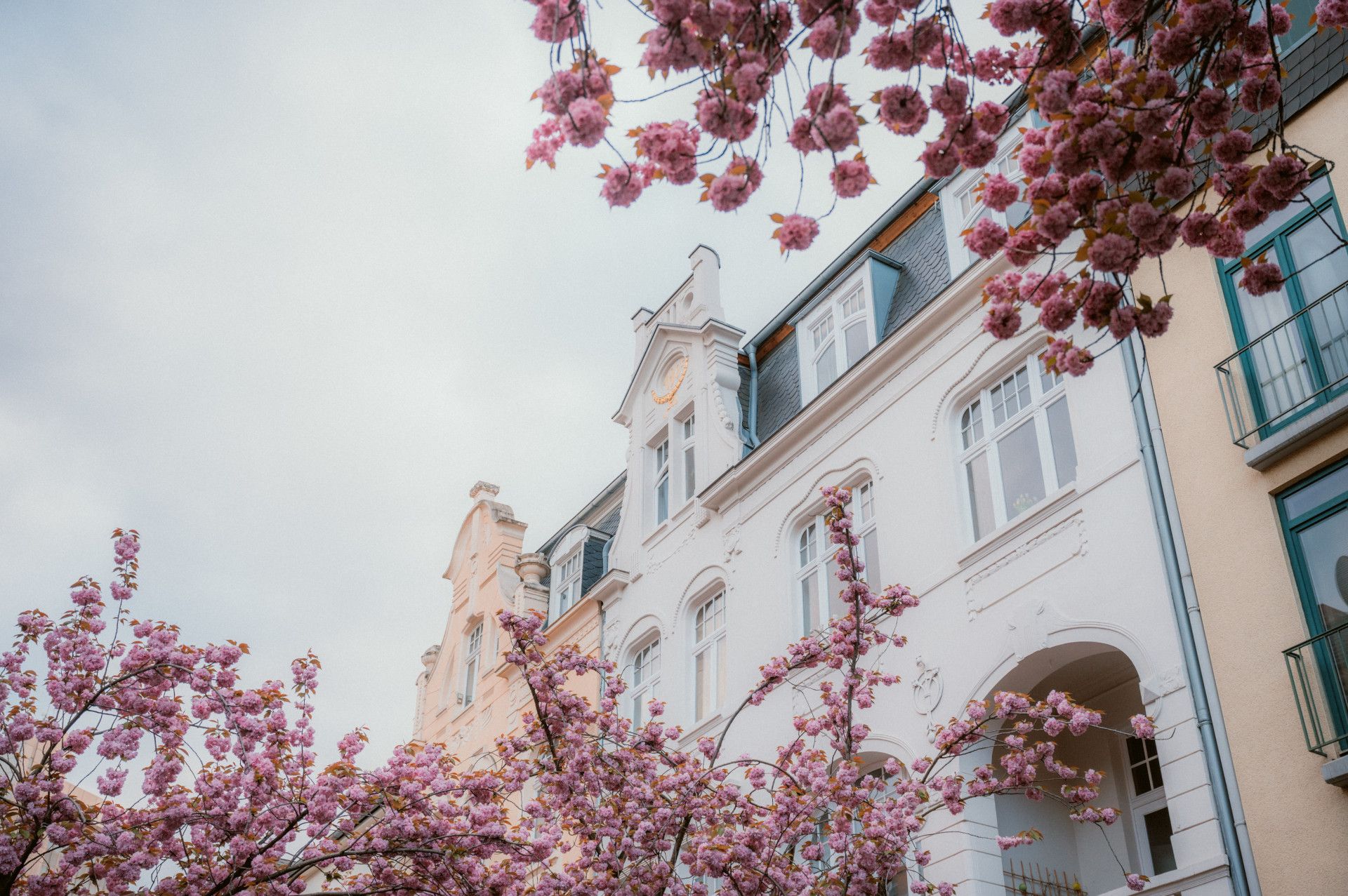 Kirschblüte in der Heerstraße in Bonn