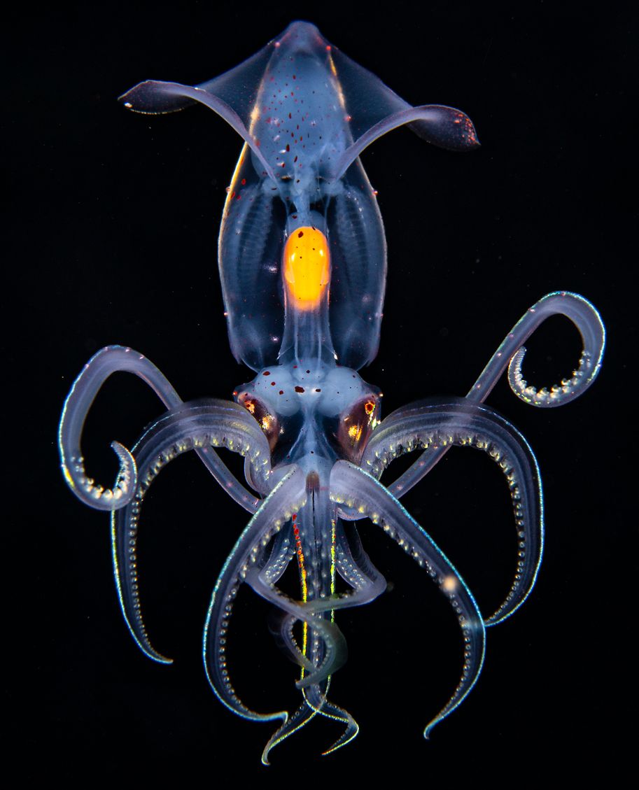 Photographer Simone Matucci was able to capture a pointed-eared enope squid in the sea