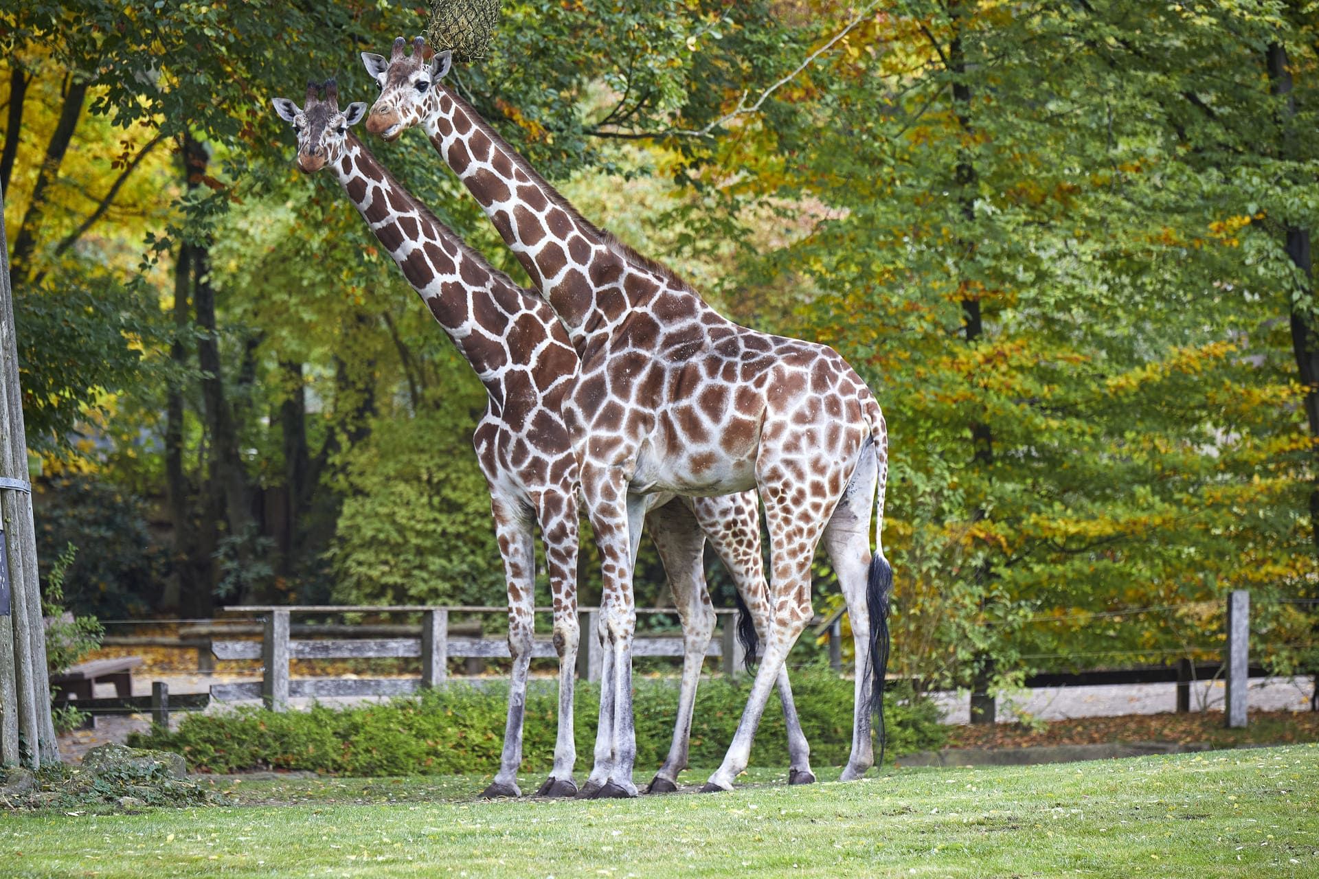 Giraffe at the Allwetterzoo Münster