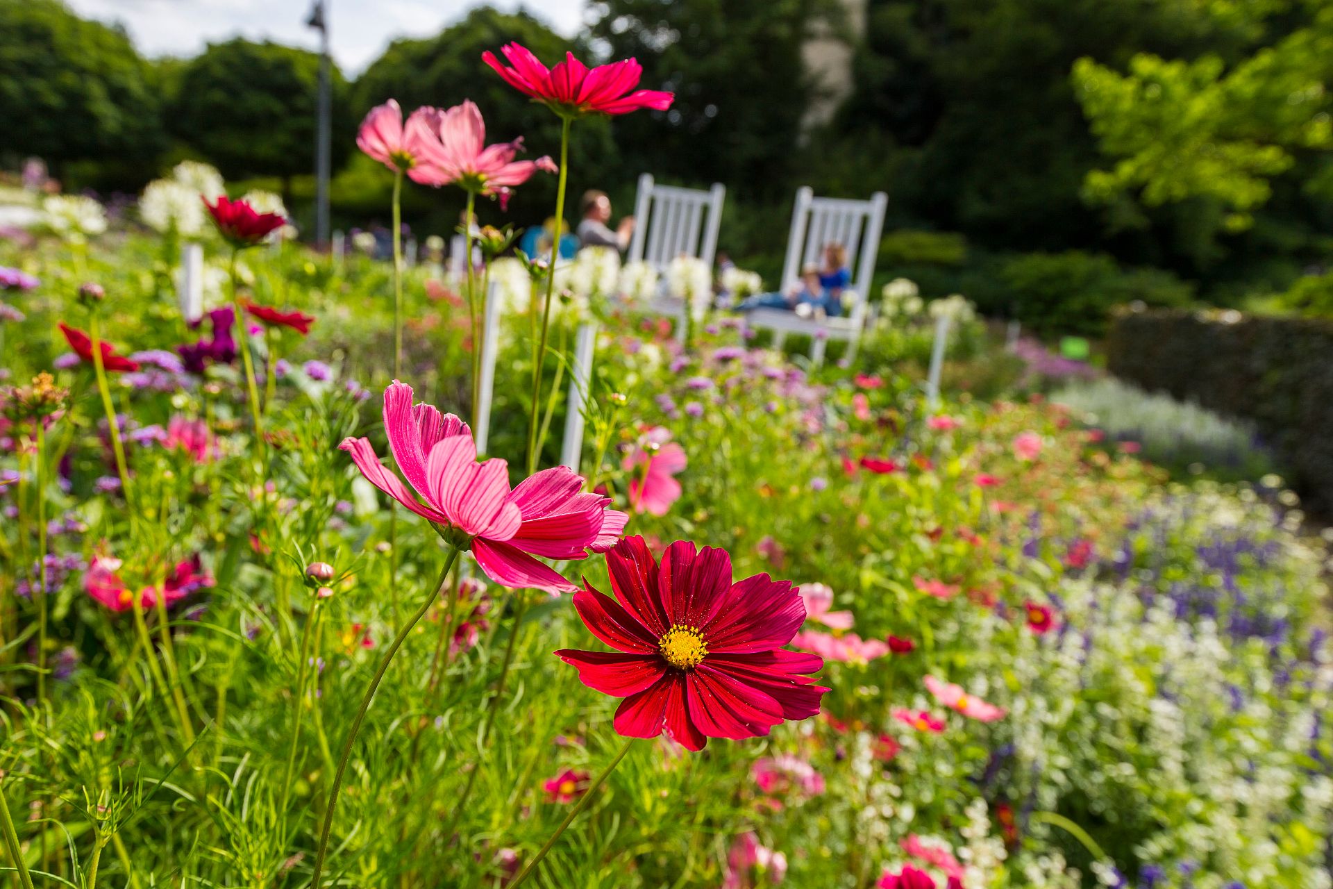 Visitors to Maximilianpark Hamm will find a veritable splendor of flowers and blossoms