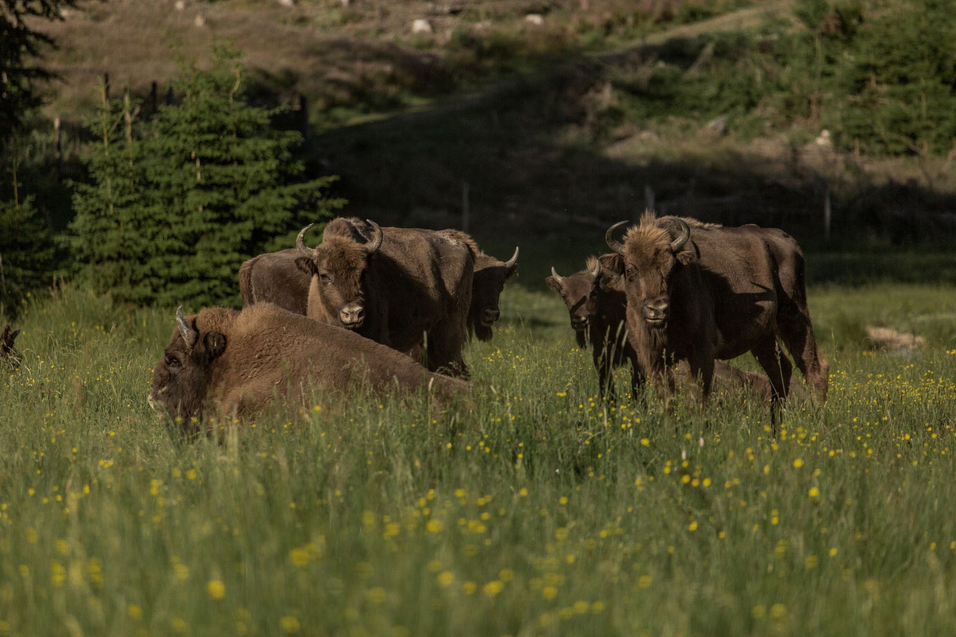 Wisent-Wild-Schaugehege