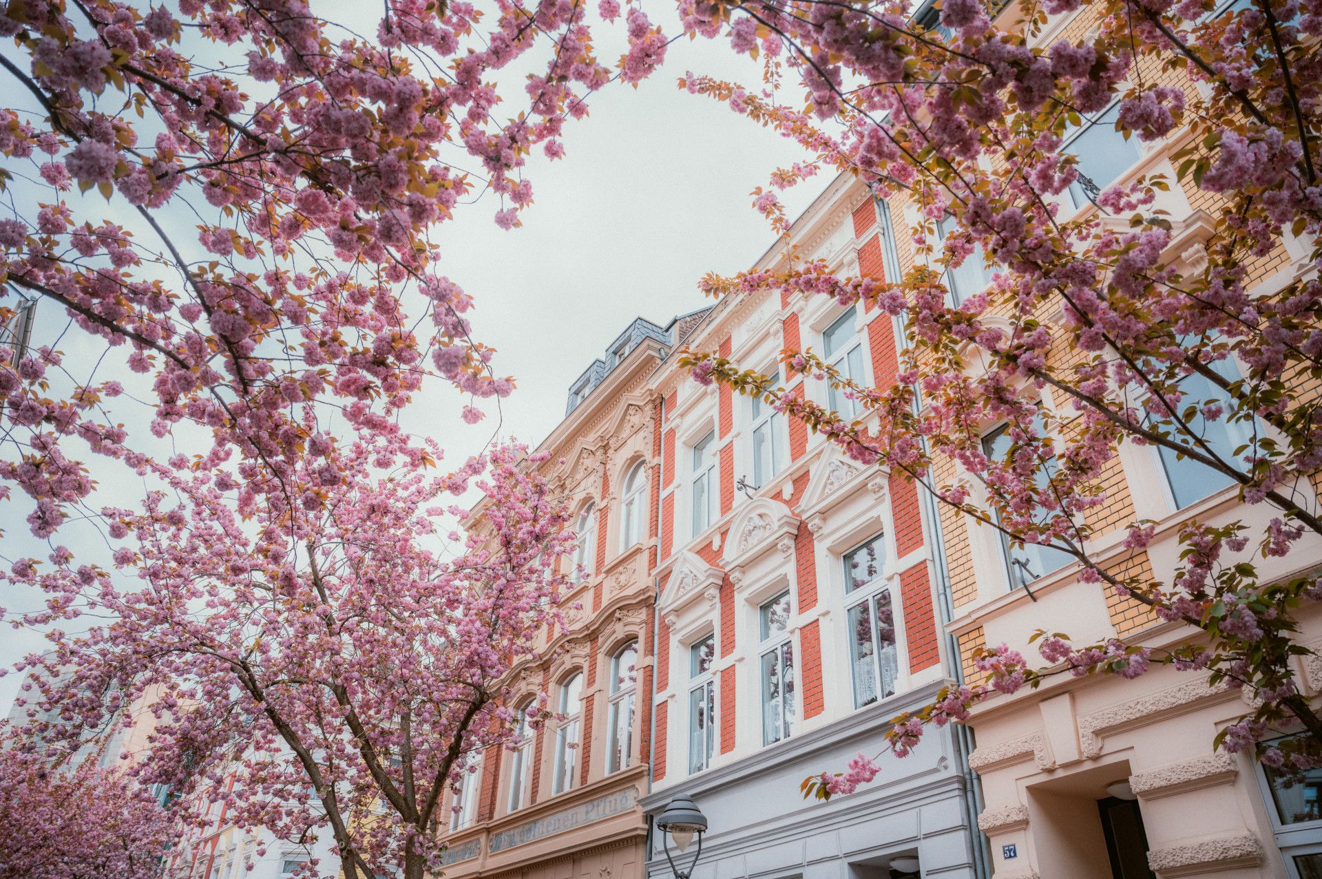 Cherry blossom in Bonn