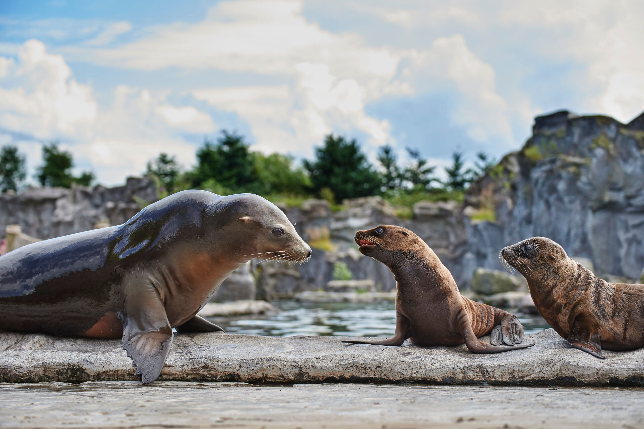 Seelöwen in der Zoom Erlebniswelt, Bereich Alaska