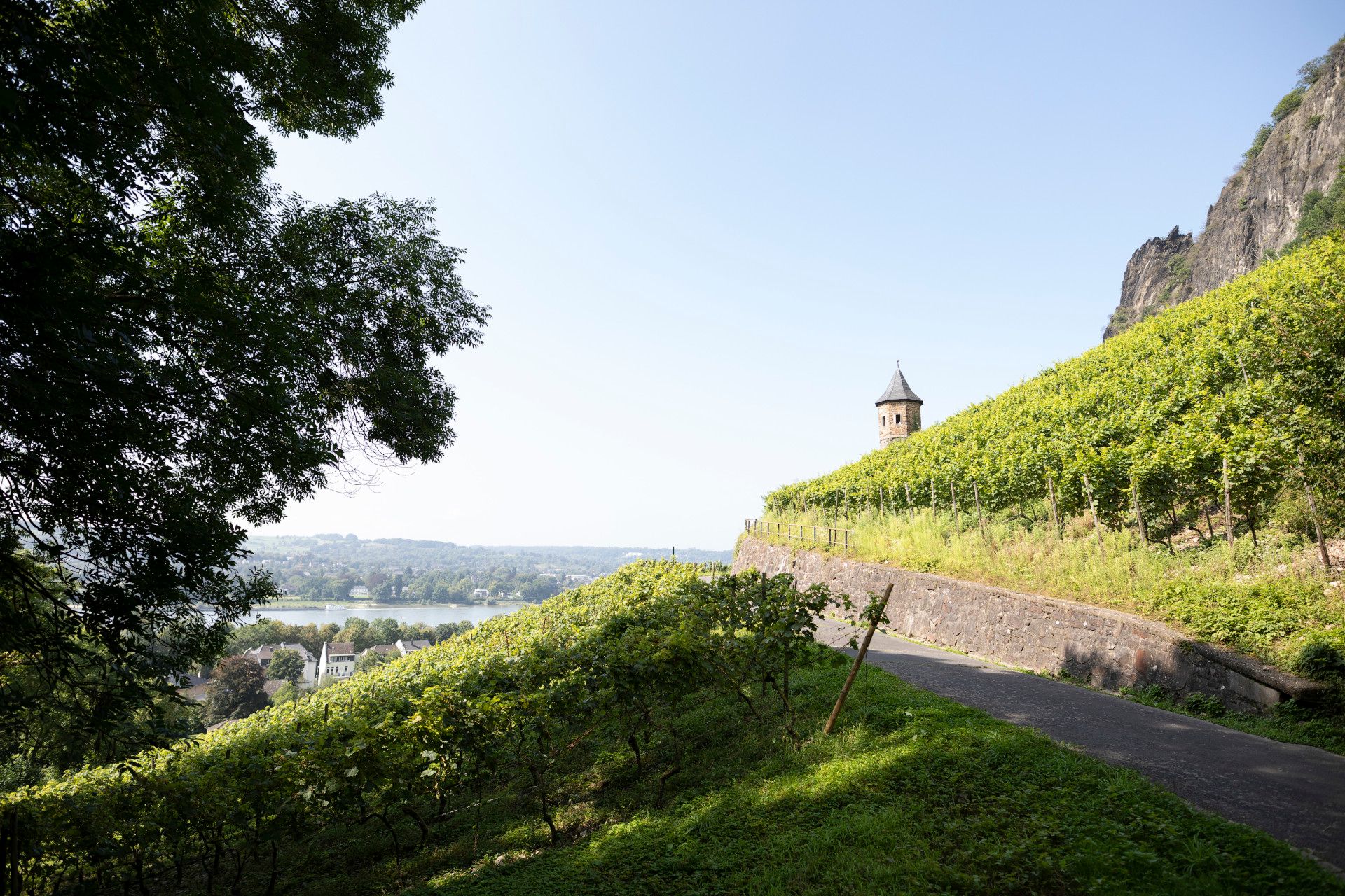 Weinberge im Siebengebirge, Rhein-Sieg-Kreis