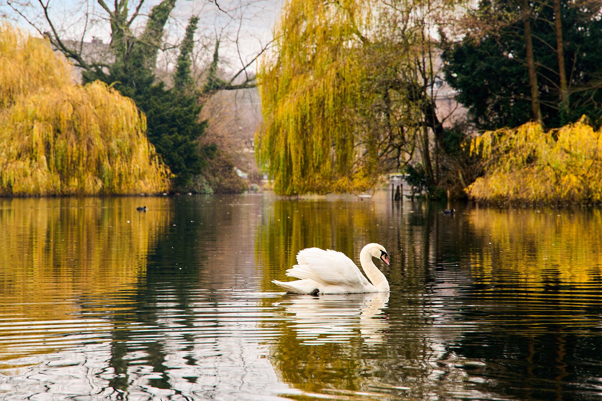 Guests can spot animals such as swans on the castle pond