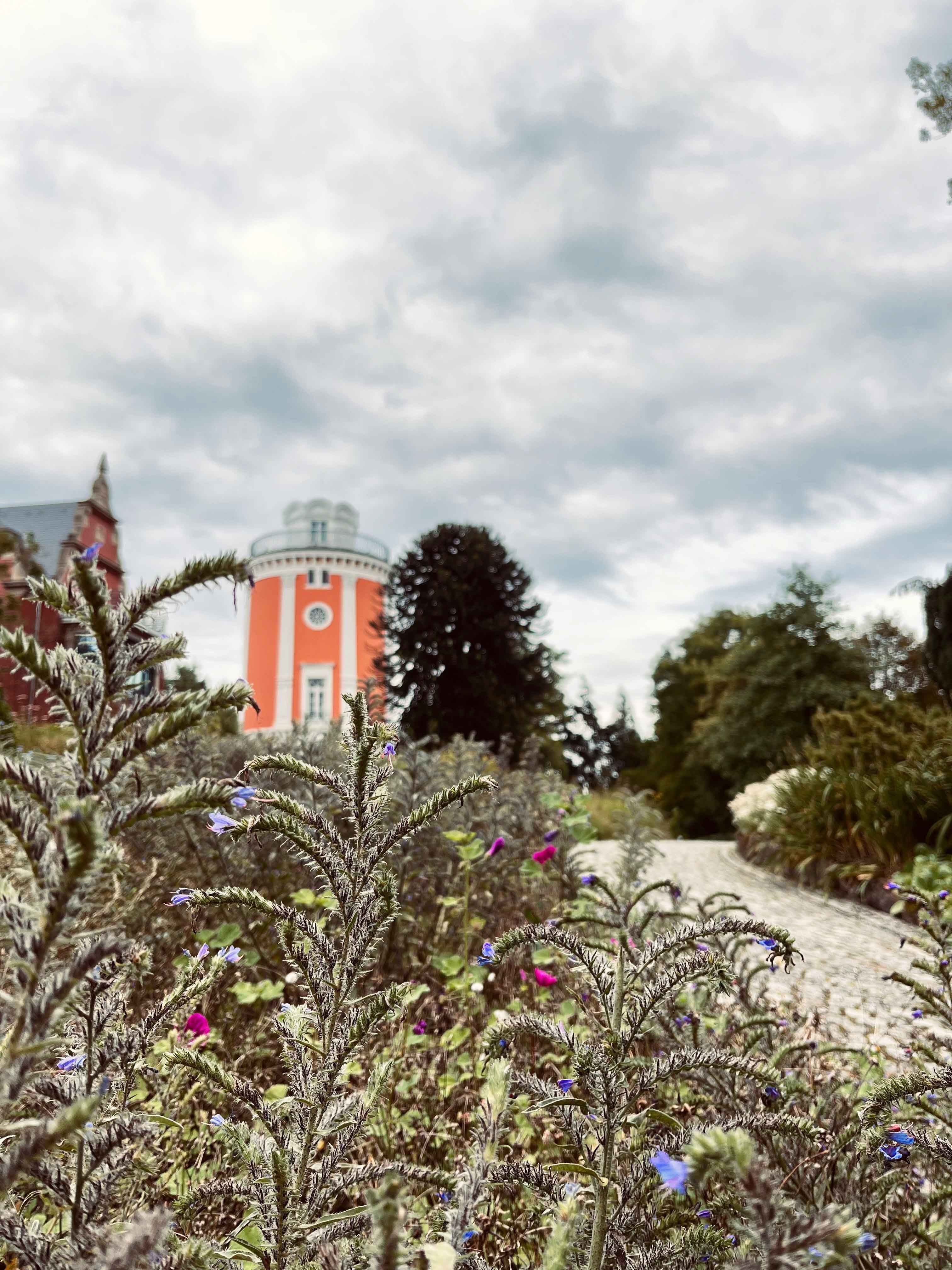 Pflanzen am Elisenturm in Wuppertal