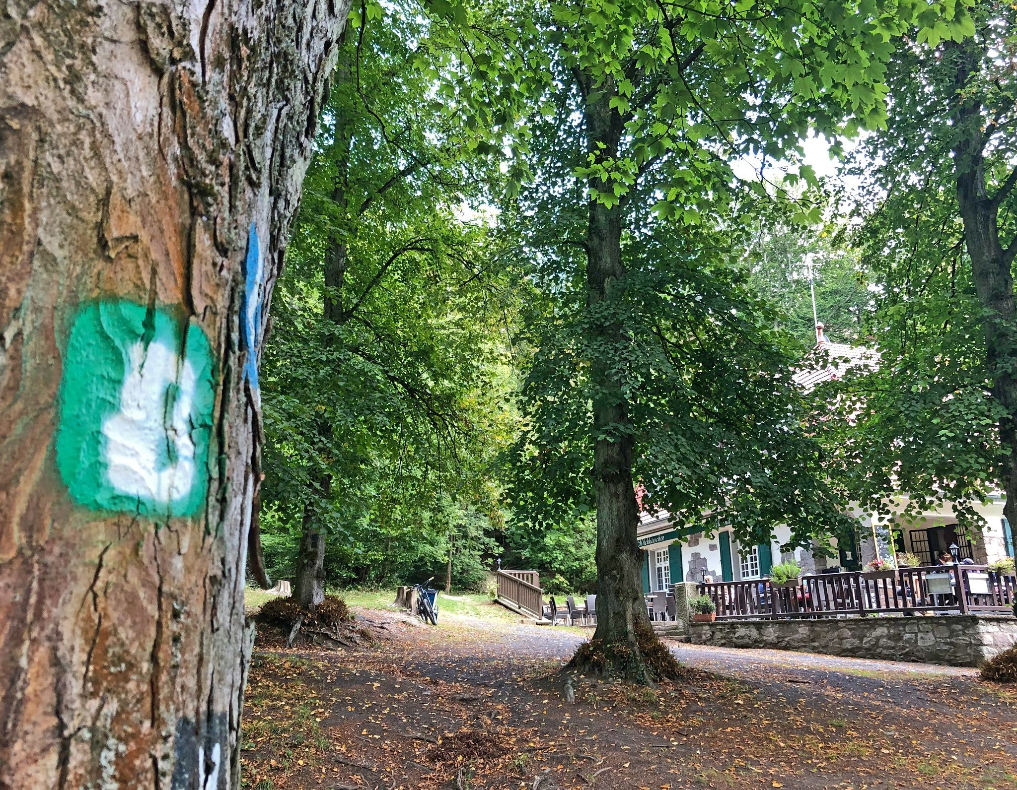 Hiking trail marking on tree