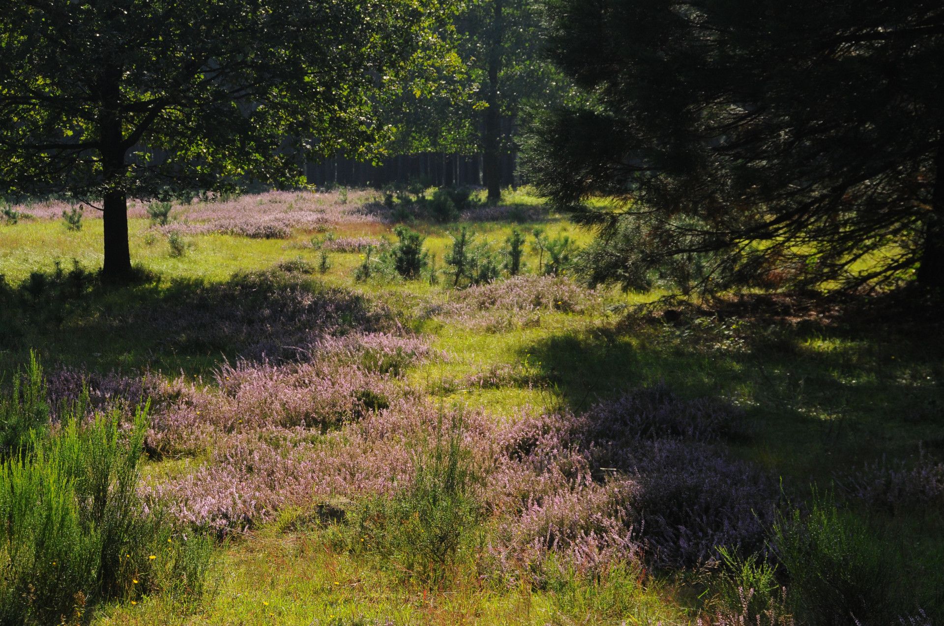 Naturpark Schwalm Nette, Field and trees Galgenvenn Nature Park Schwalm Nette