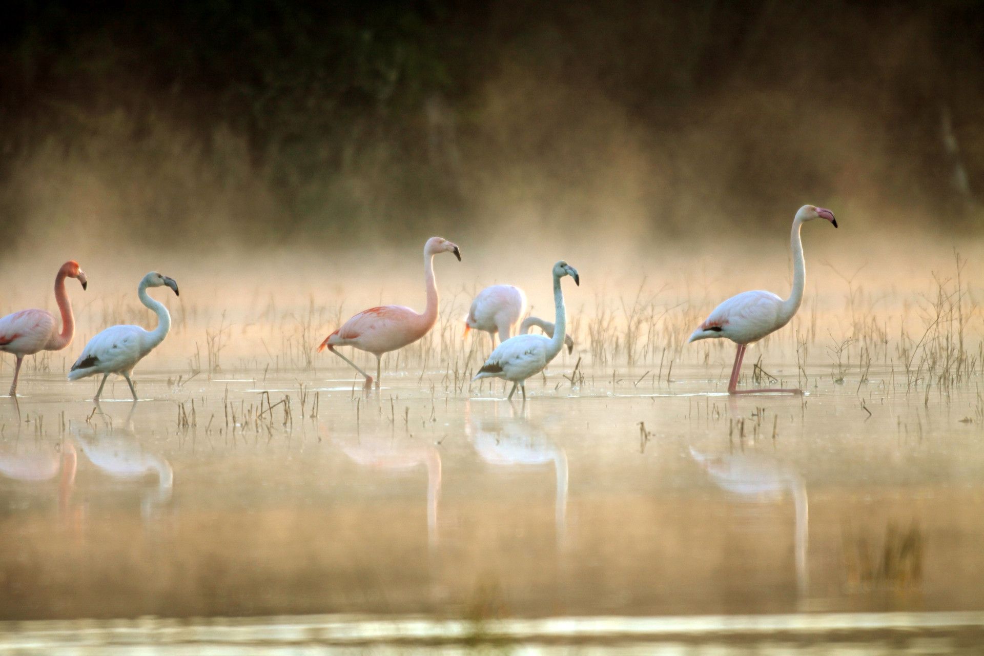 Flamingo's Biologisch Station Zwillbrocker Venn Münsterland