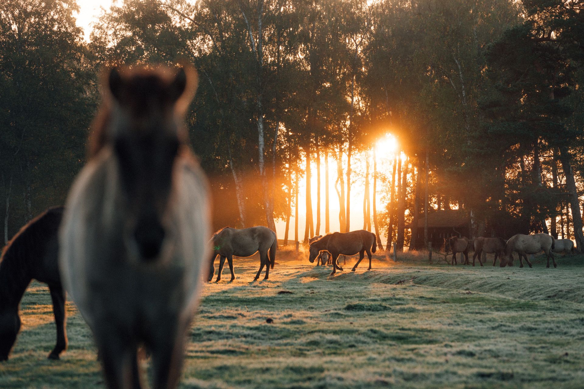 Leo Thomas, Merfelder Bruch Wildpferde Sonnenaufgang