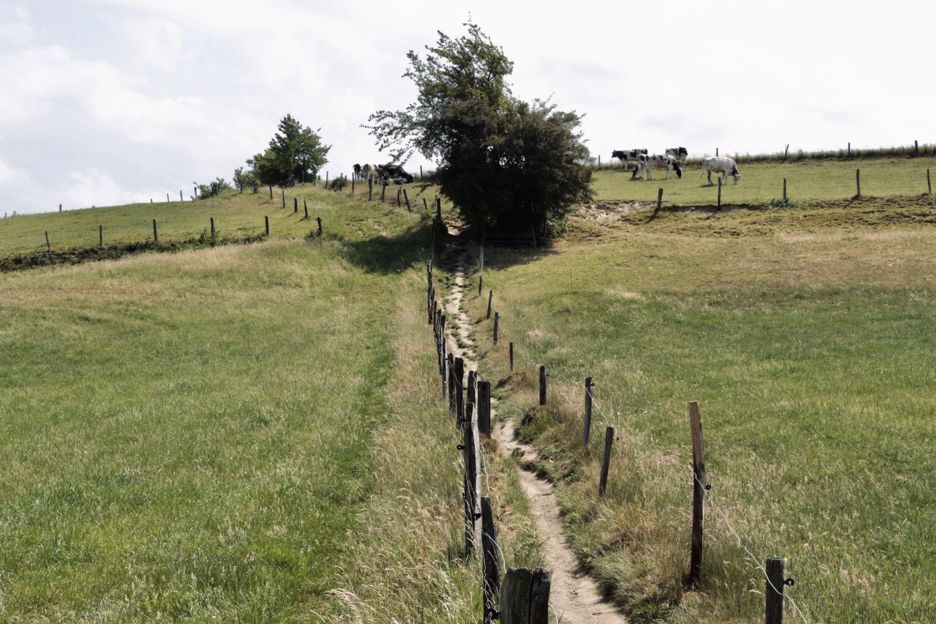 Neanderlandsteig