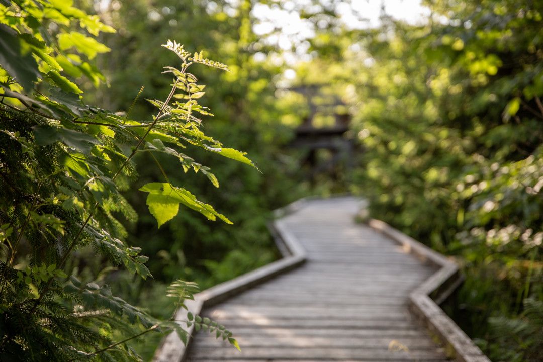 Rothaarsteig wooden footbridge