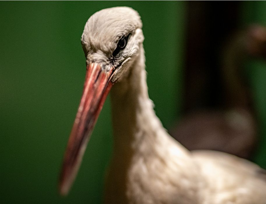 The stork is linked to human history and culture like no other bird