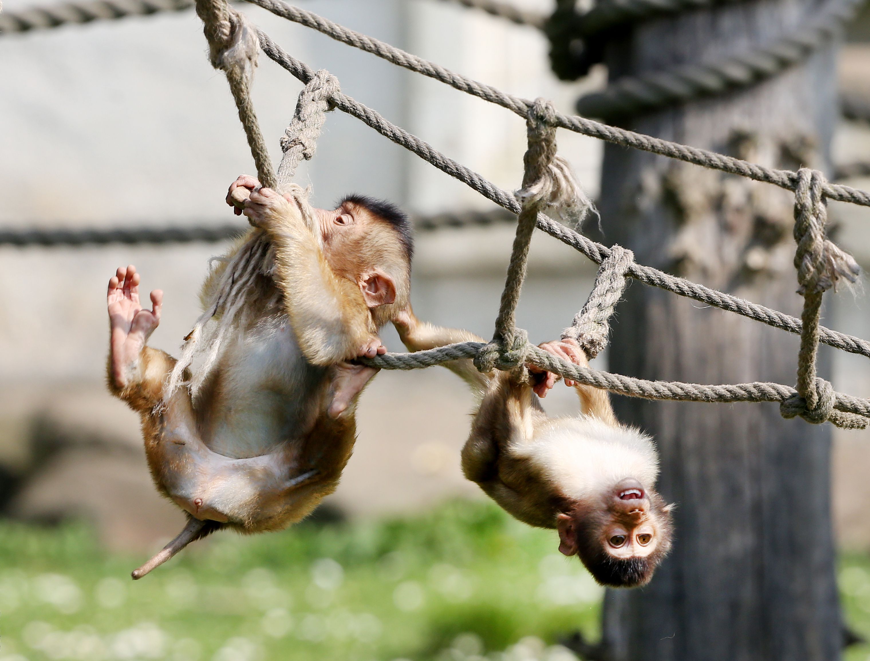 Pig monkeys at the Zoom Erlebniswelt