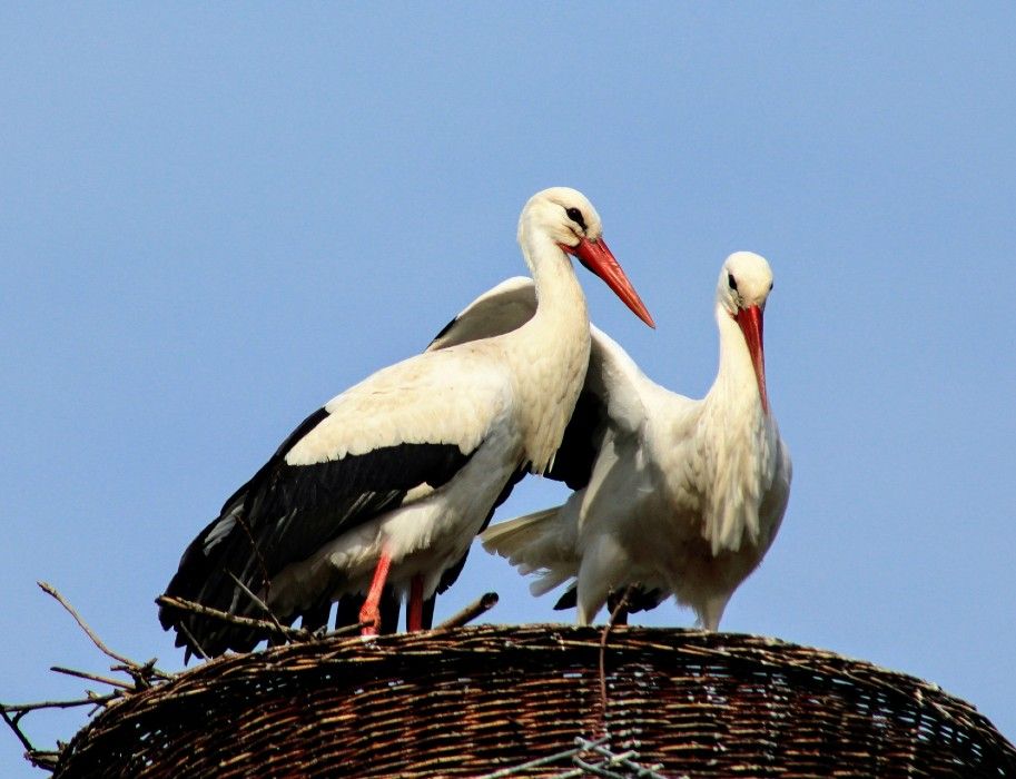 Pair of storks on their eyrie