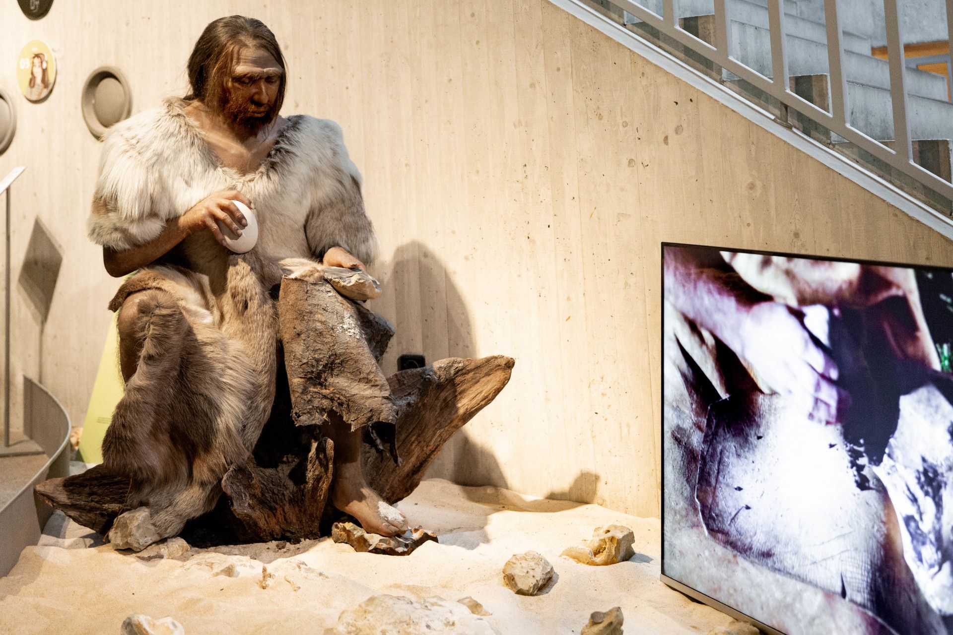 Neanderthals in the museum