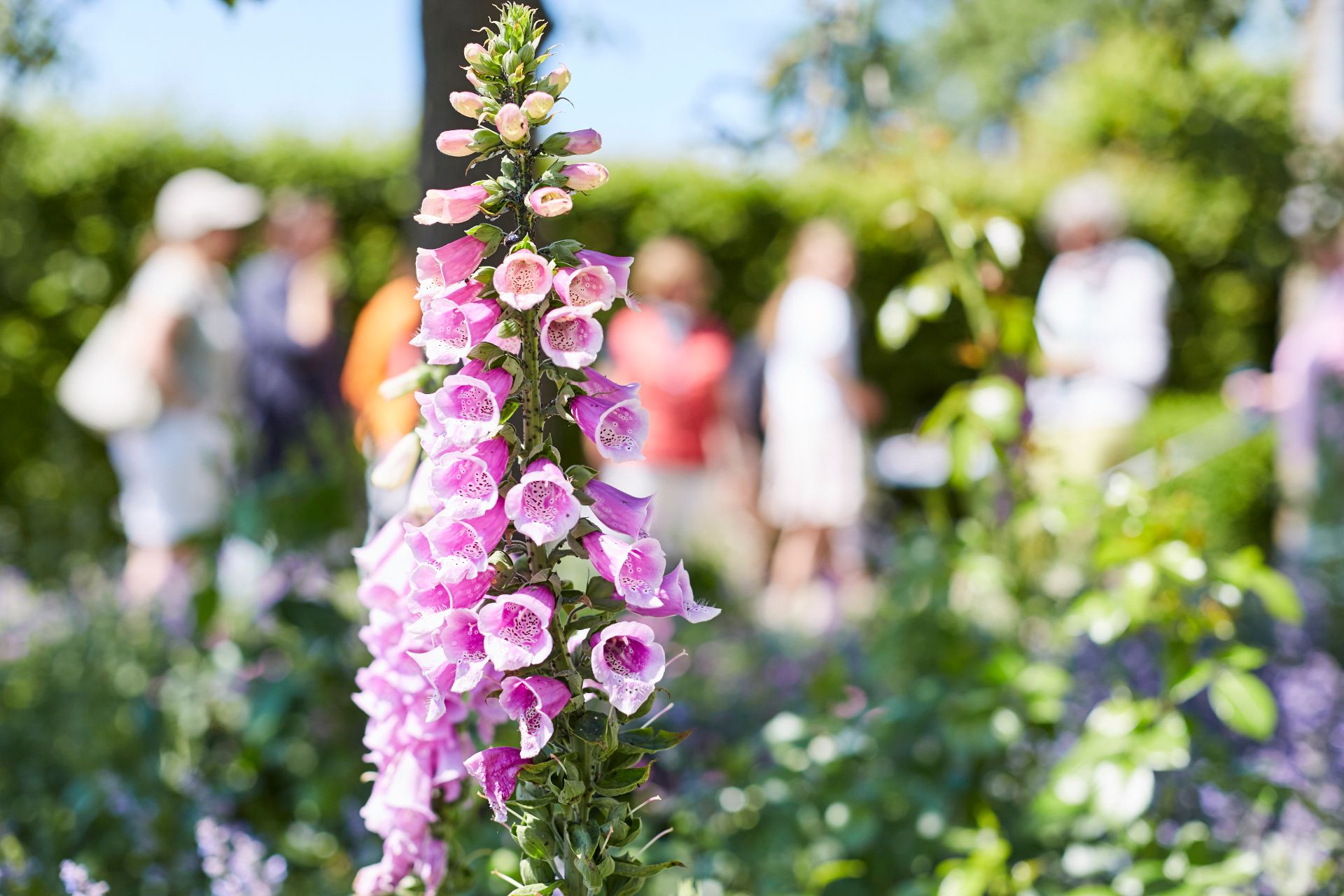 Visitors can discover wonderful blooms between hedges and flowerbeds at the Day of Gardens and Parks in Westphalia-Lippe