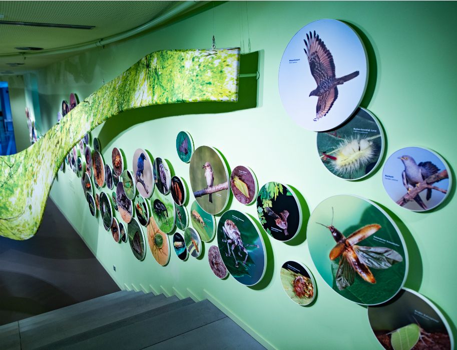 The Wildnis(t)räume exhibition allows visitors to find out more about the flora and fauna of the Eifel National Park