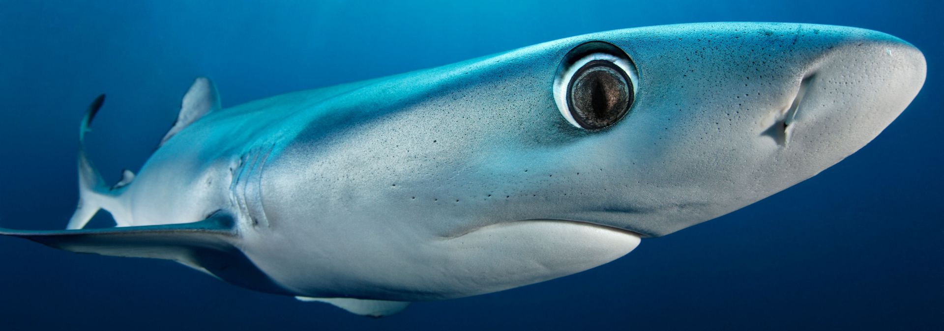 The award-winning underwater photographer Tobias Friedrich has captured a blue shark in a picture. Guests can now marvel at the photo