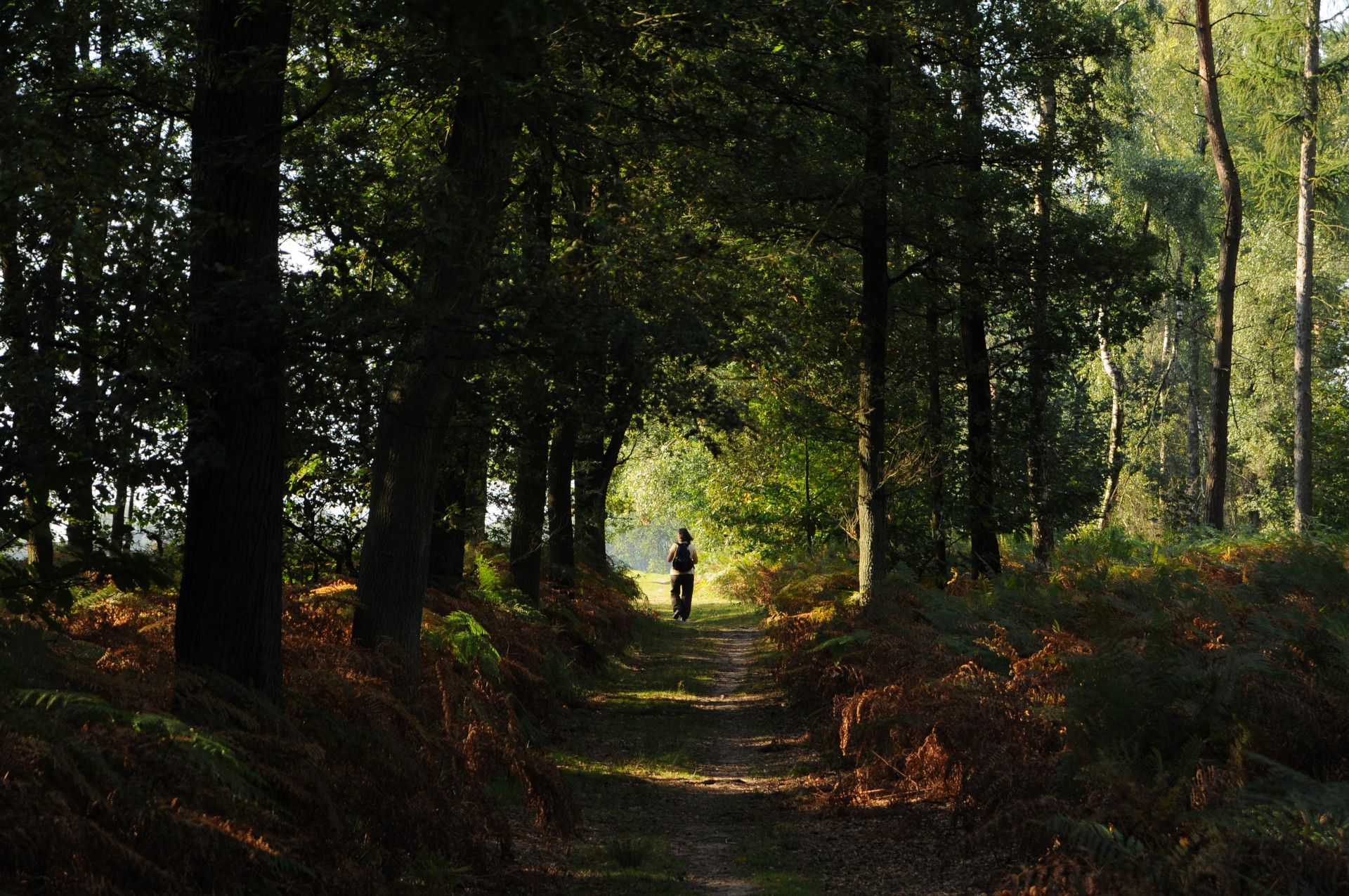 Path through trees in the Birgel primeval forest Schwalm Nette 