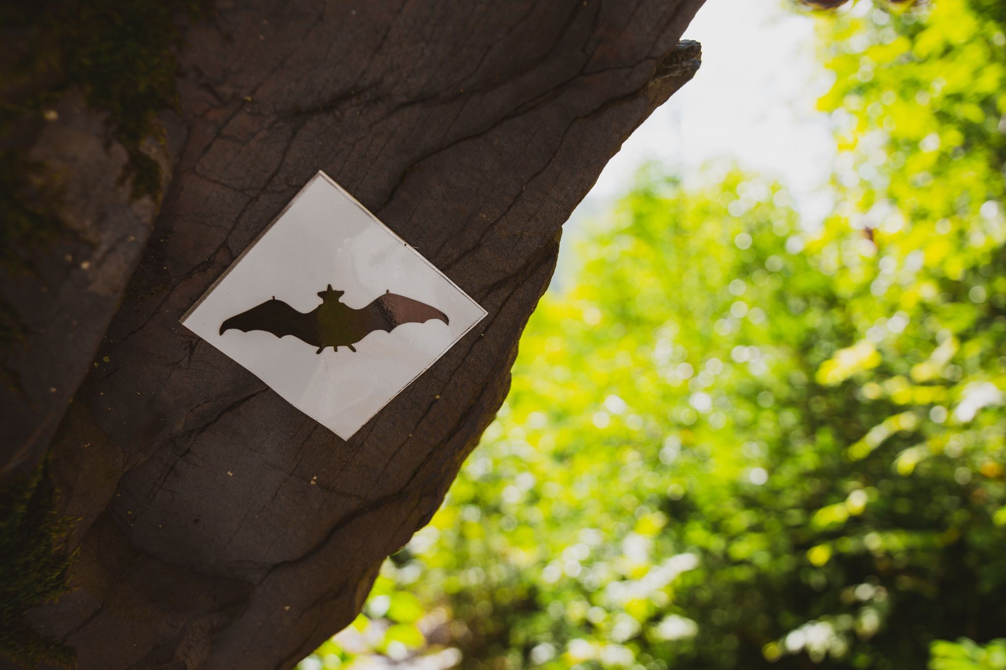 Sign on a tree on the Wittgenstein Slate Trail