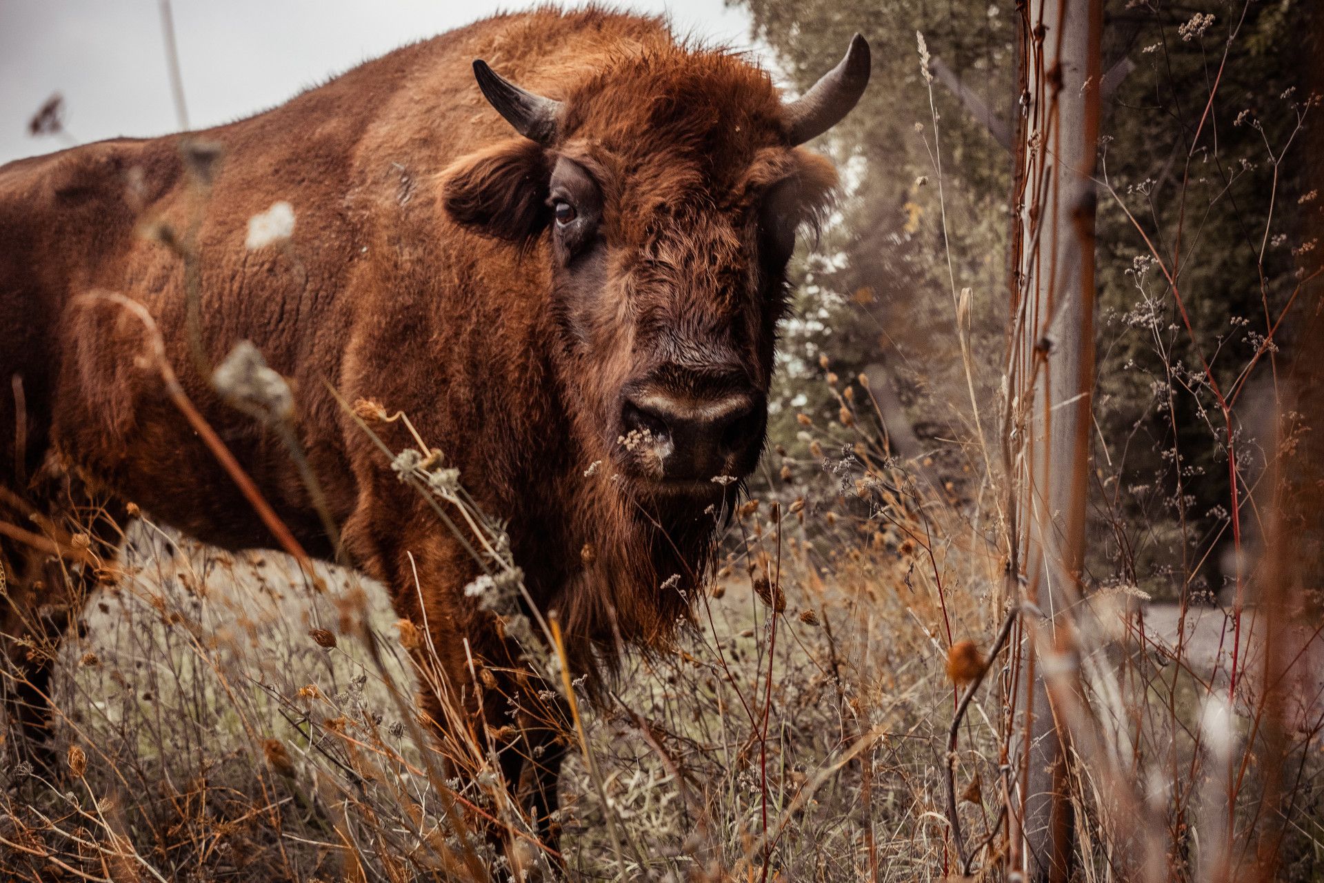 Bison, Ice Age game reserve