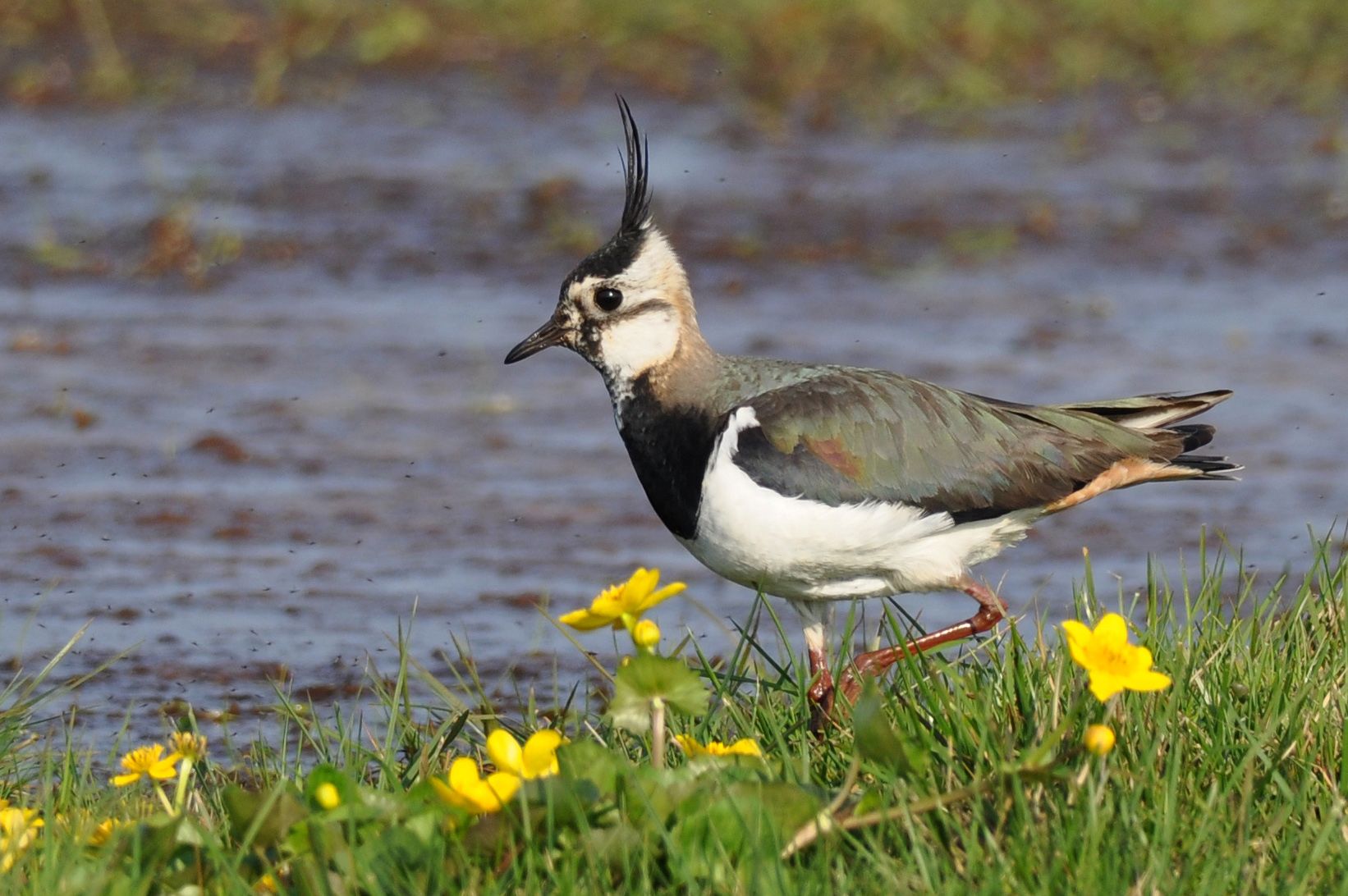 Dümmer Nature Park Lapwing in the Ochsenmoor