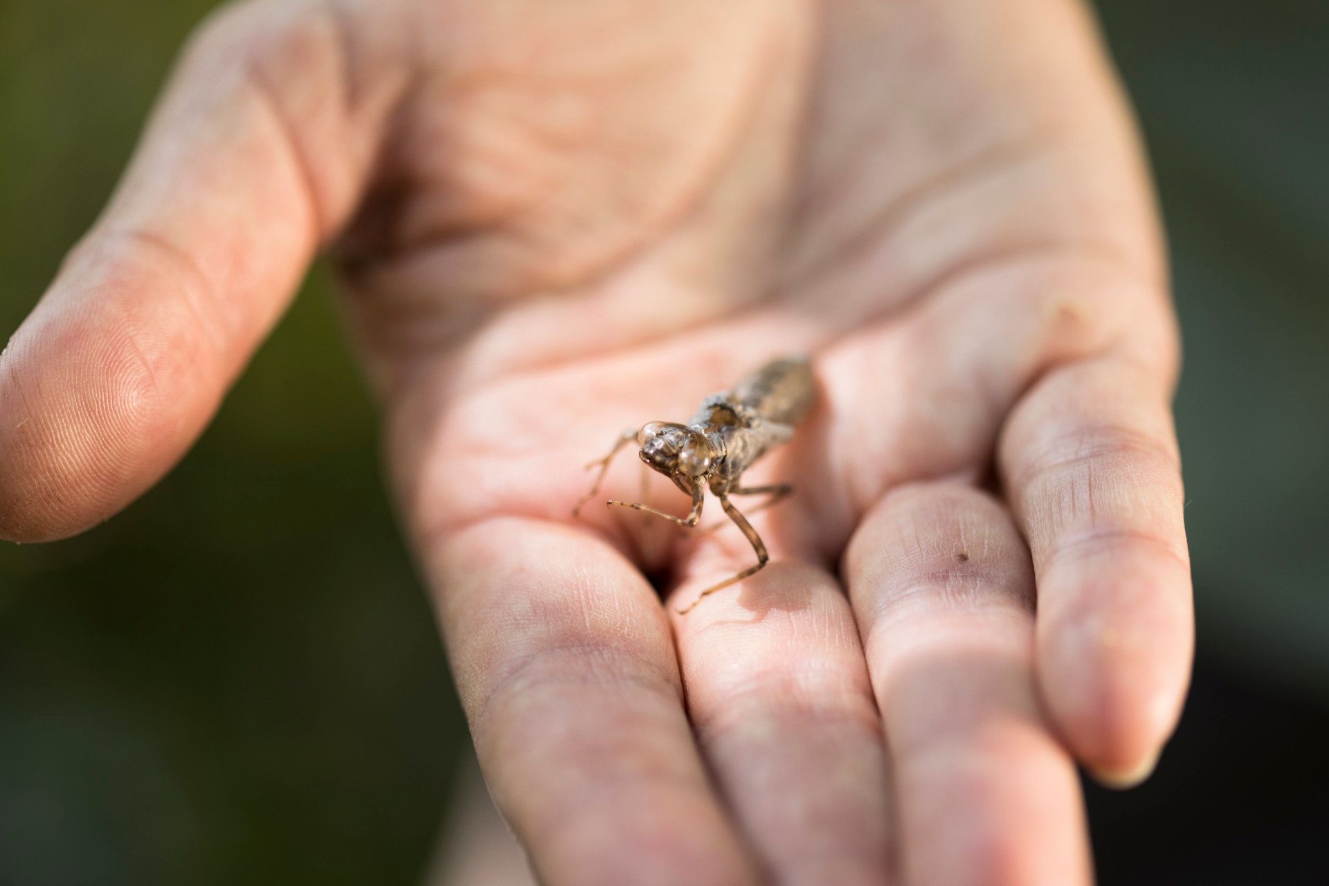 Spinne auf Hand, Eifel