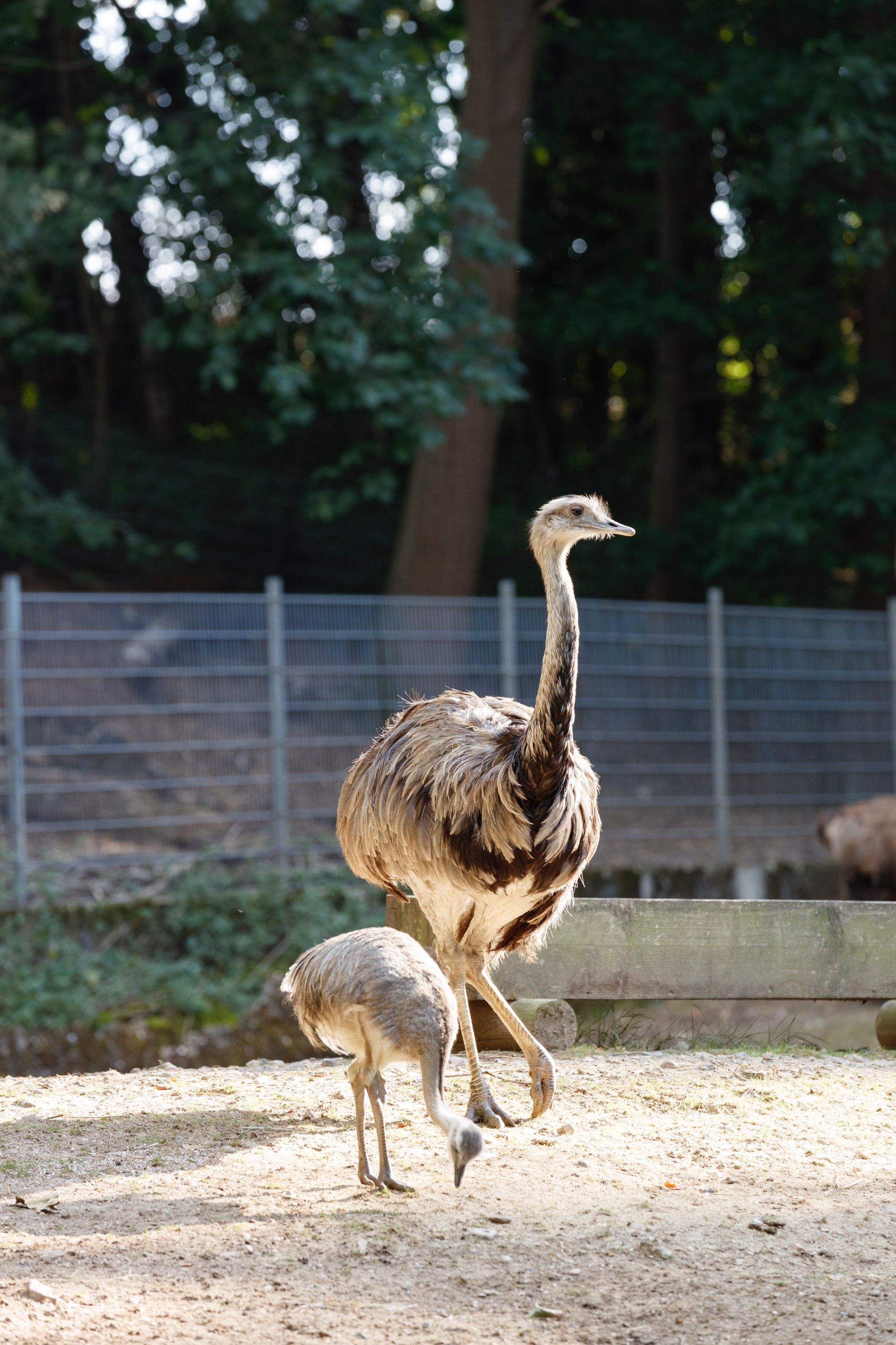 Ostriches at Alsdorf Zoo