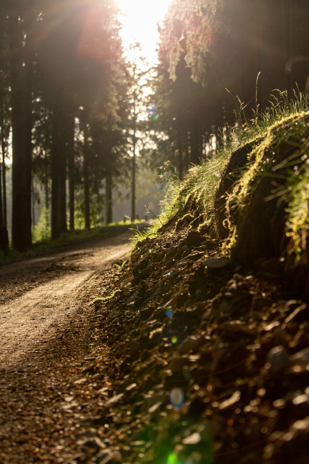 Forest path of the Rothaarsteig