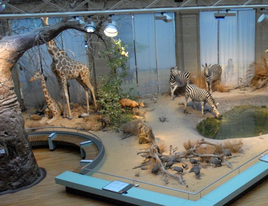 The savannah diorama with many inhabitants of the savannah is particularly impressive