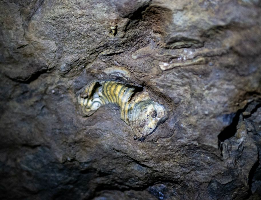 There are many fossilized fossils on the cave walls along the paths