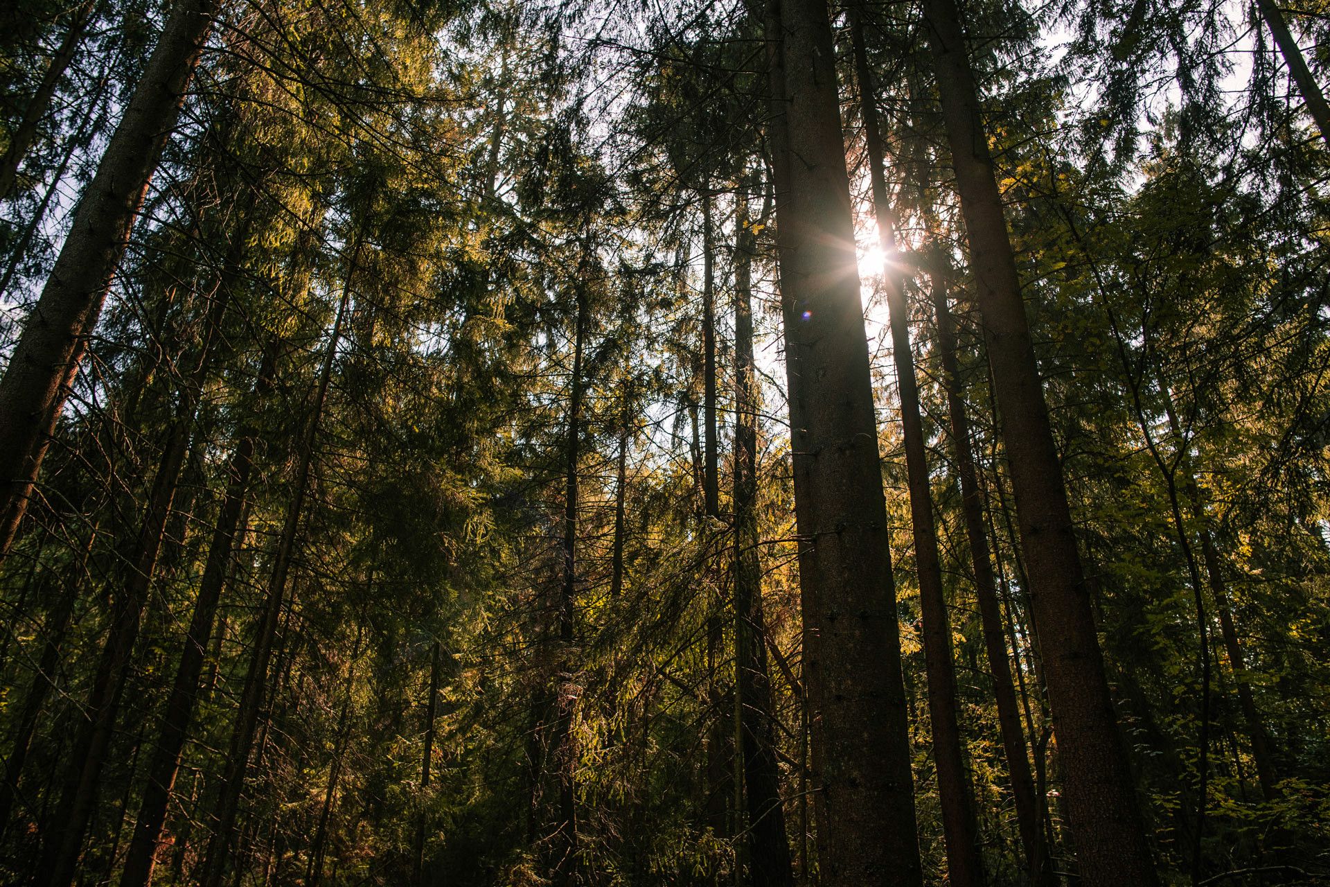 Trees in the forest at Silberbachtal