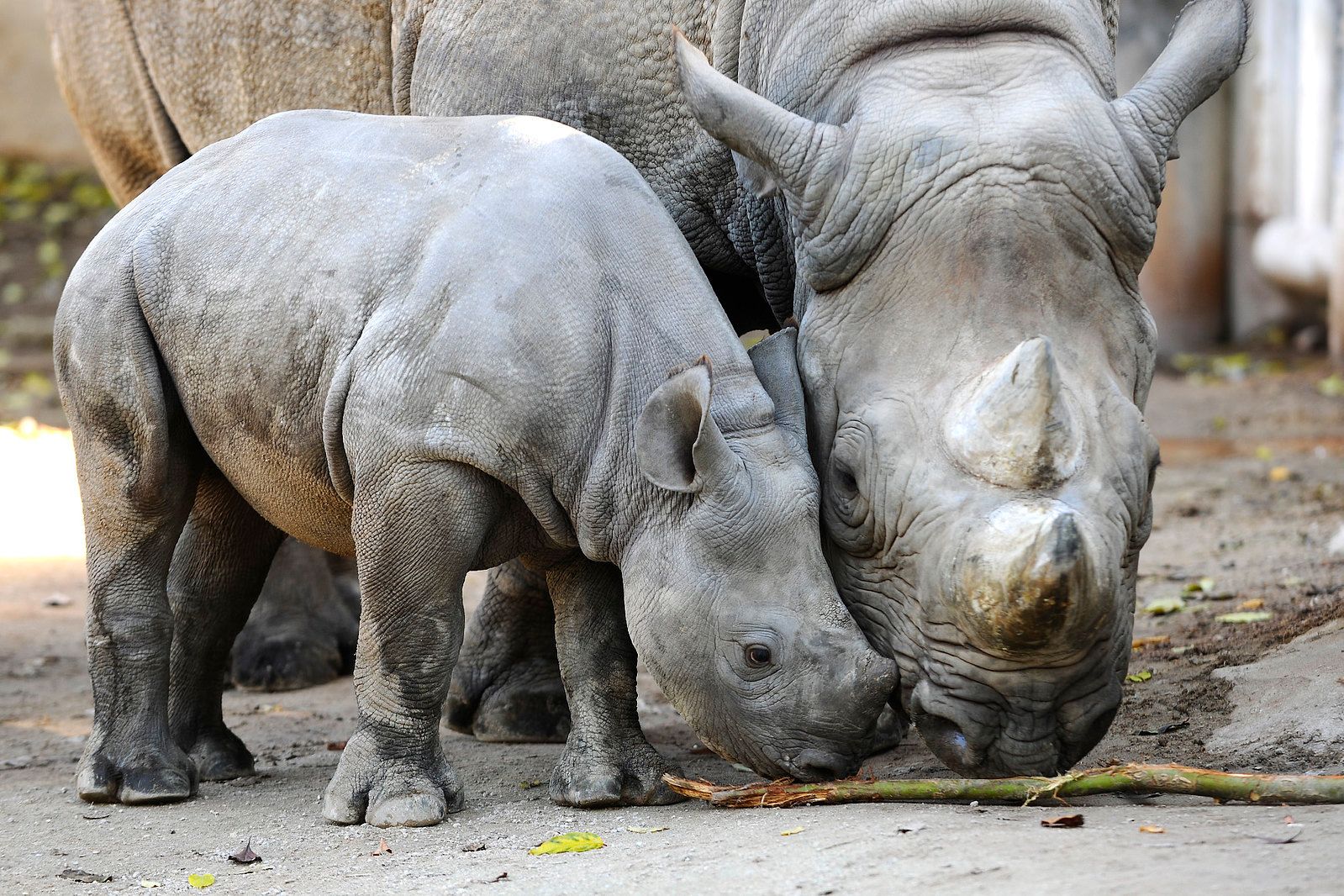 2 rhinos at Krefeld Zoo