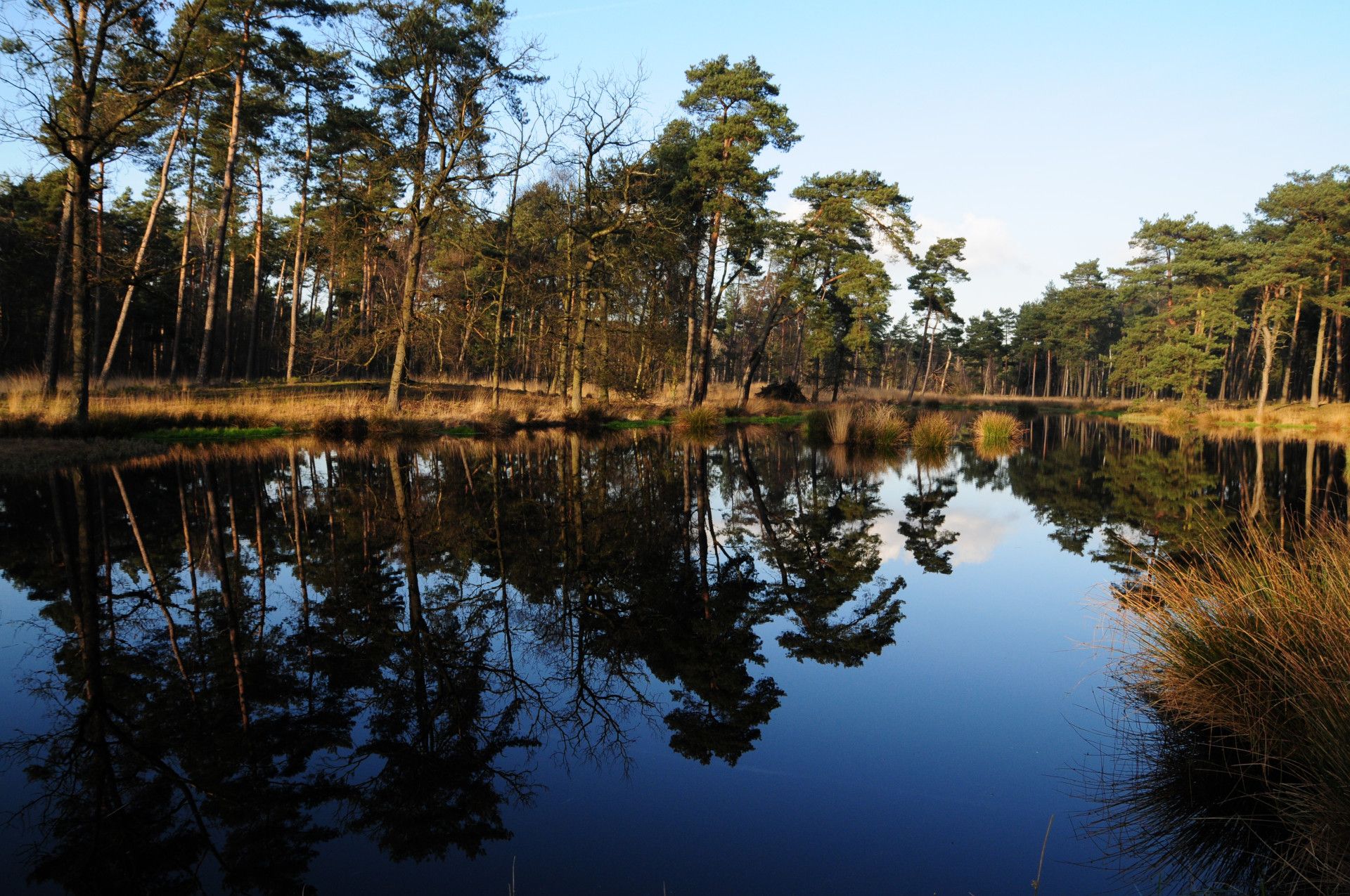 Naturpark Schwalm Nette, Bäume an See Galgenvenn Naturpark Schwalm NetteTrees at Lake Galgenvenn Schwalm Nette Nature Park