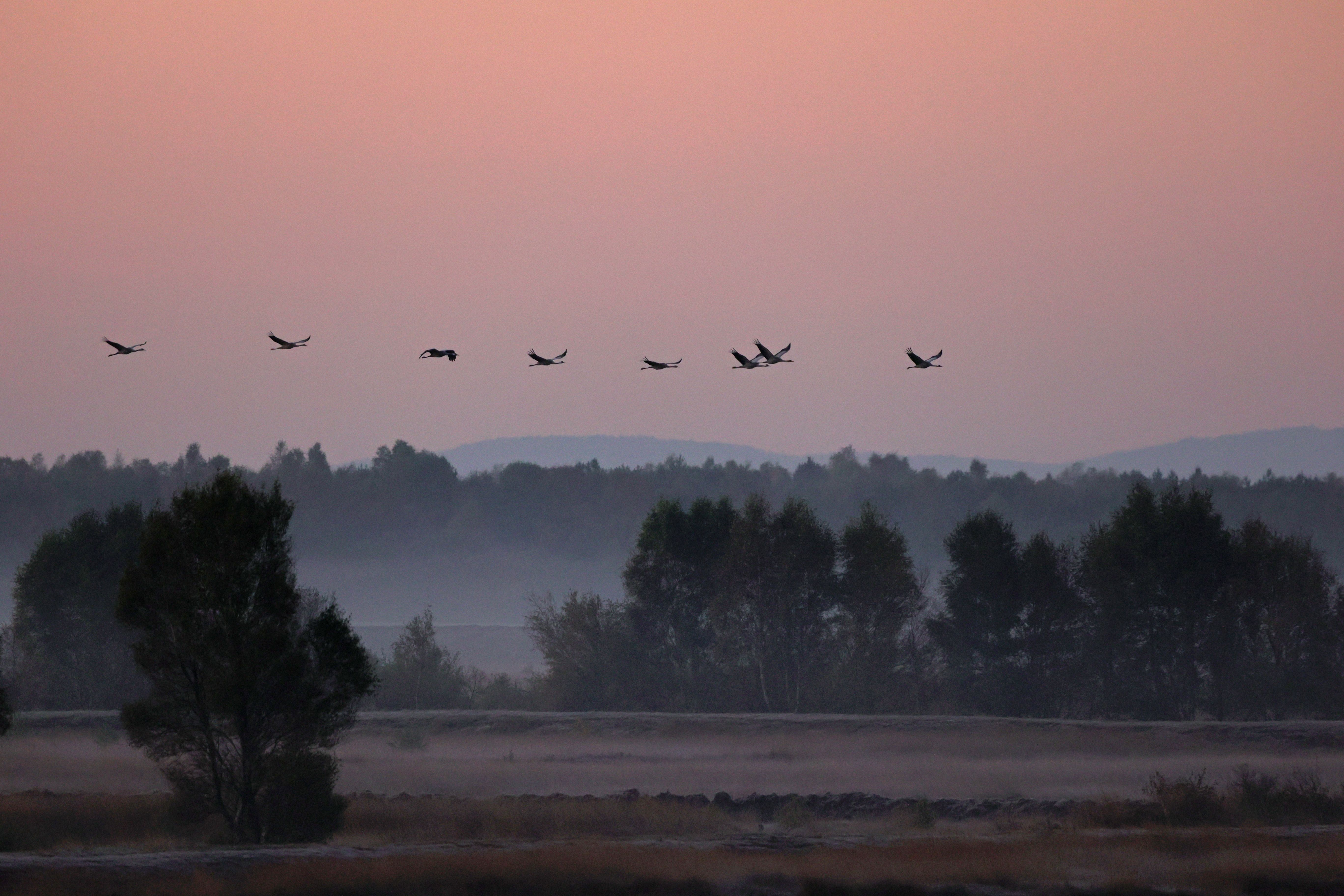 Dümmer Nature Park Cranes in the moor