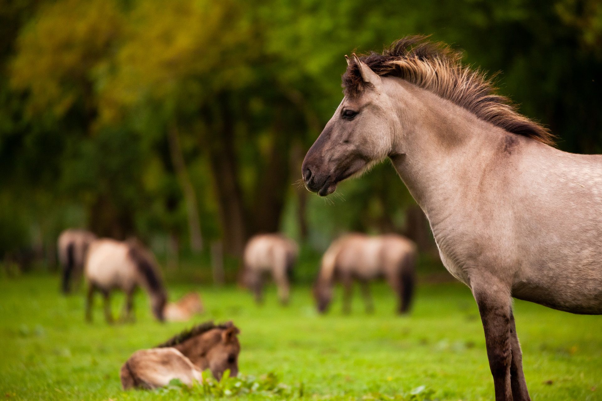 Tourismus NRW e.V., Leo Thomas, Wild horses on pasture in Münsterland