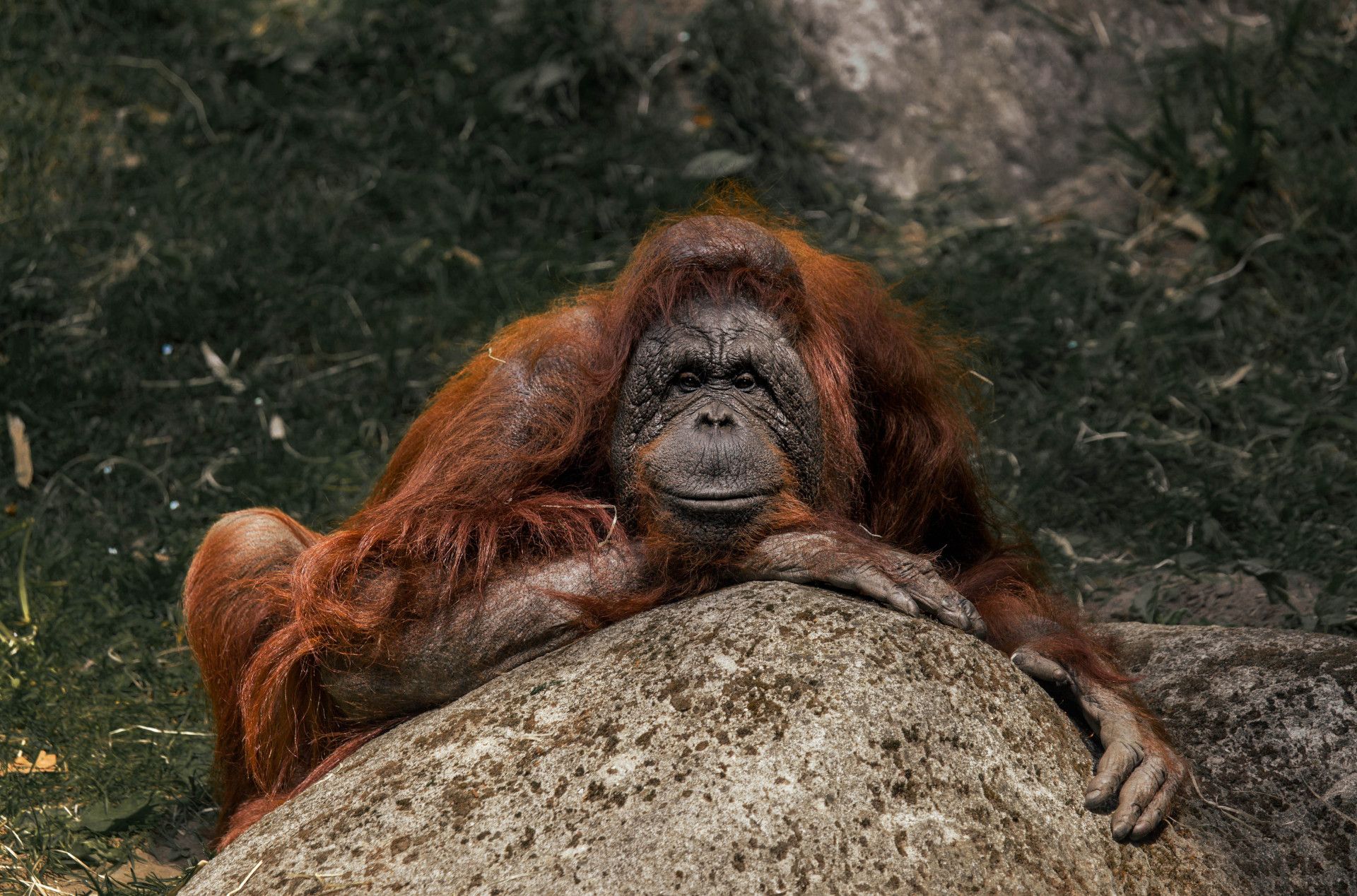 Tourismus NRW e.V., Orang-Utan im Allwetterzoo Münster