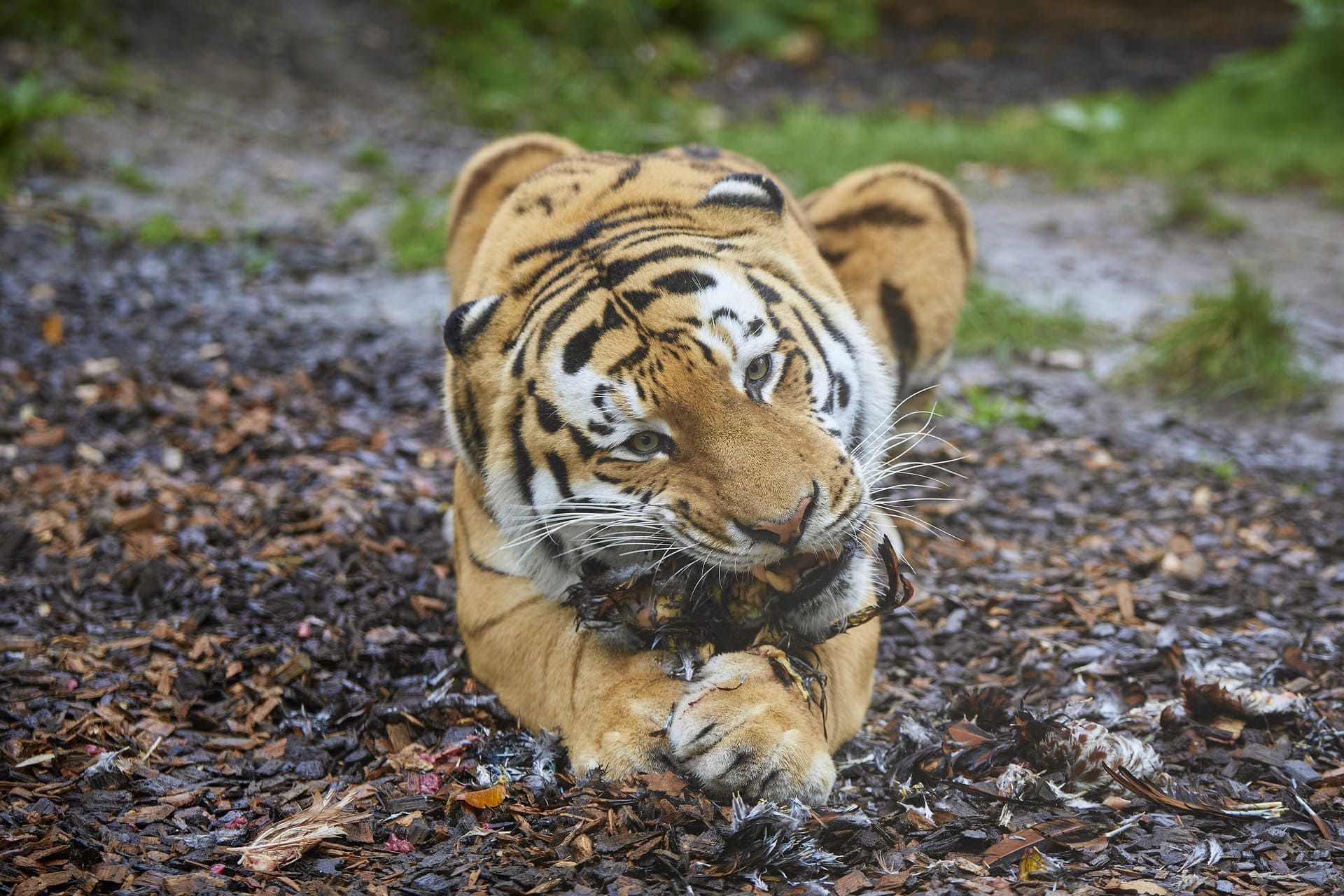 Tigers at the Allwetterzoo Münster