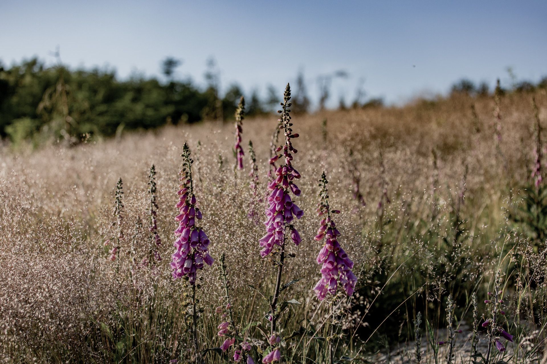 Wild Schaugehege Fingerhut