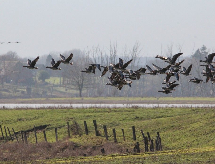 Greater White-fronted Geese large flood mulde